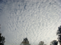 �{���Č����L