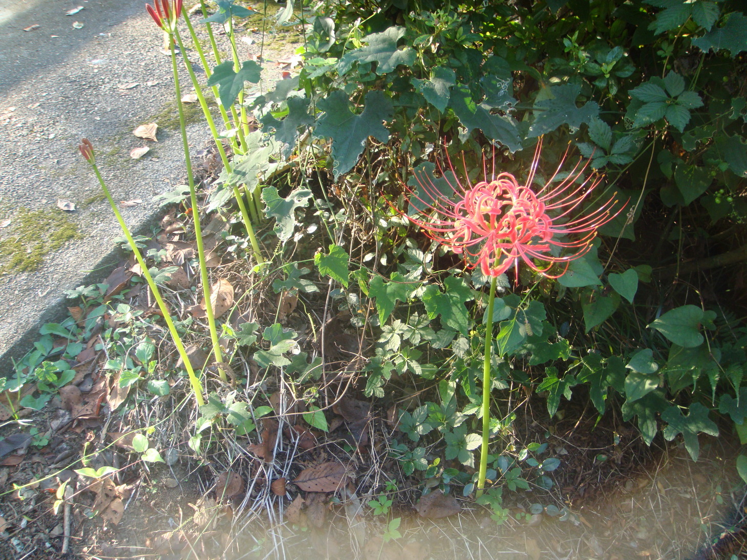 �{���Č����L