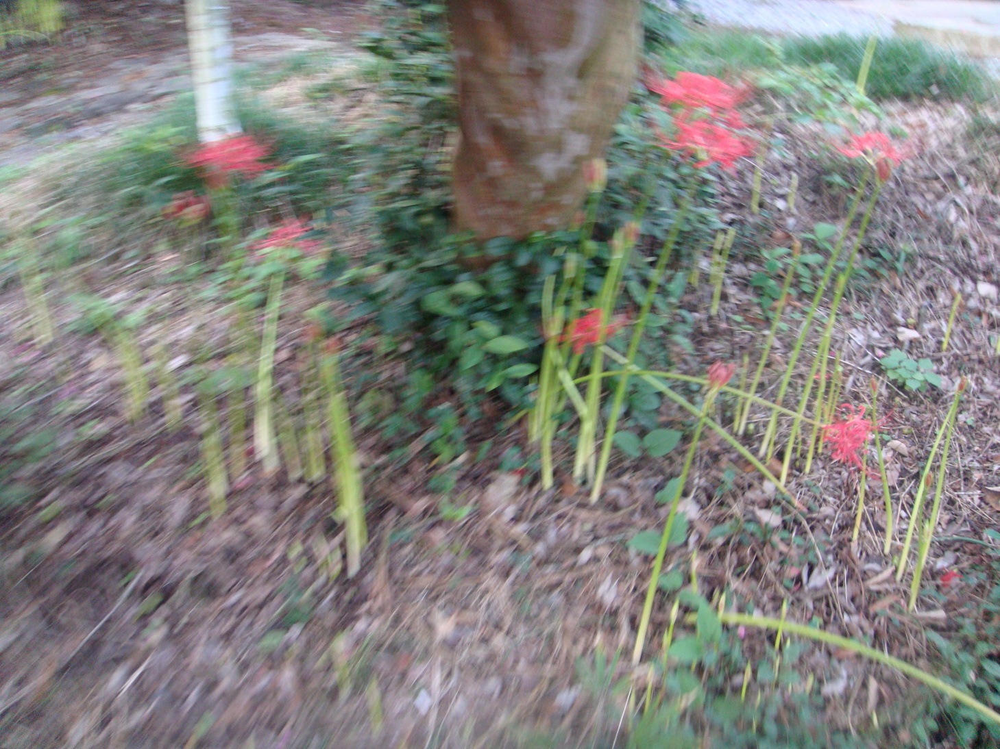 �{���Č����L