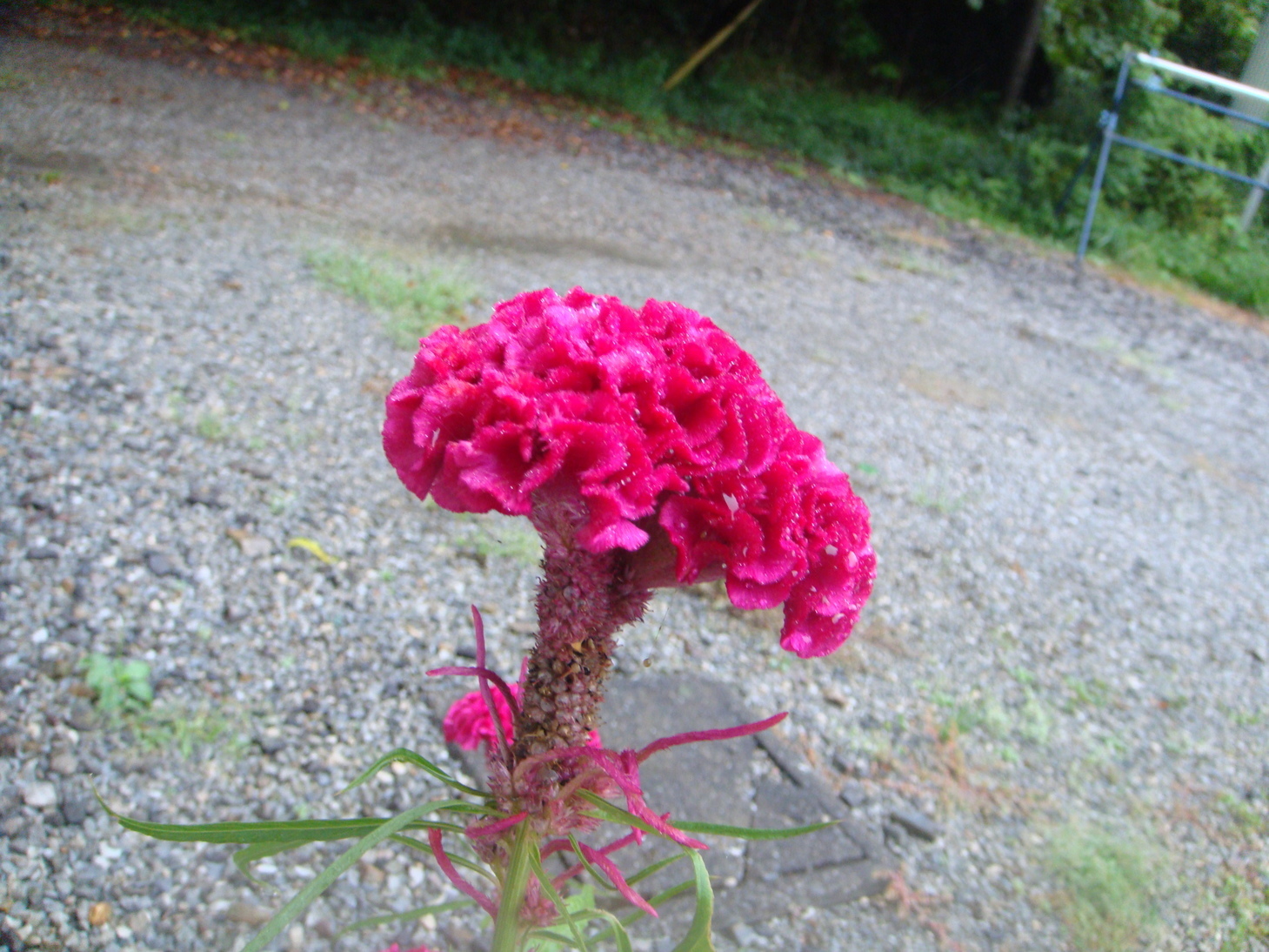 �{���Č����L