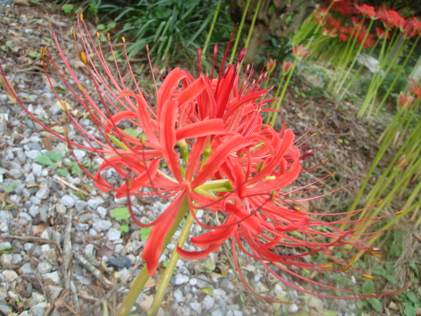 �{���Č����L