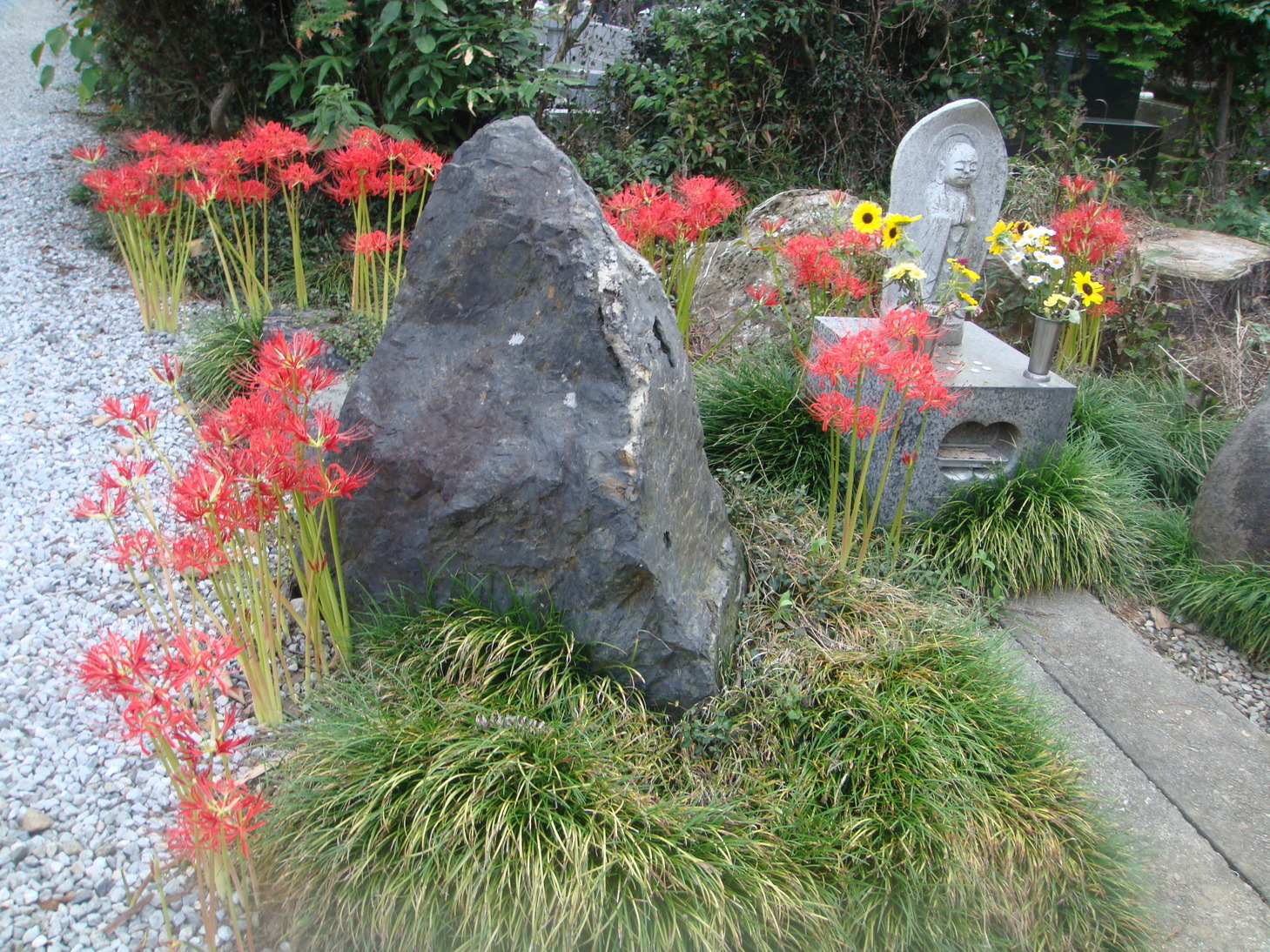 �{���Č����L