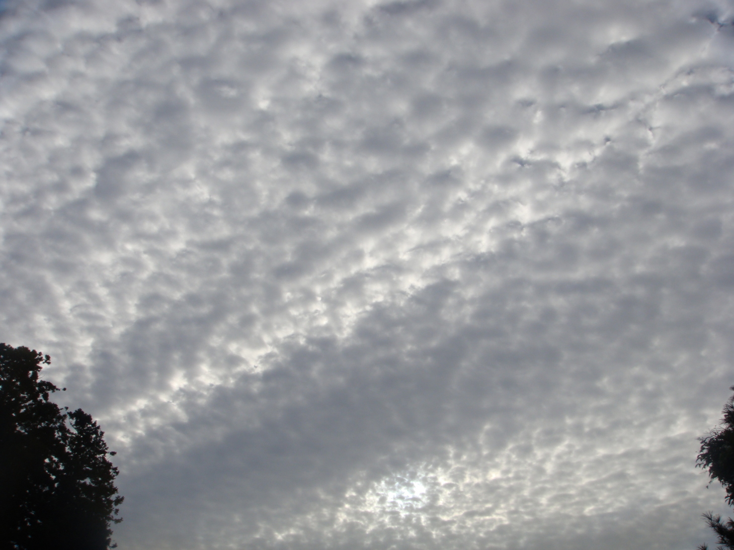 �{���Č����L