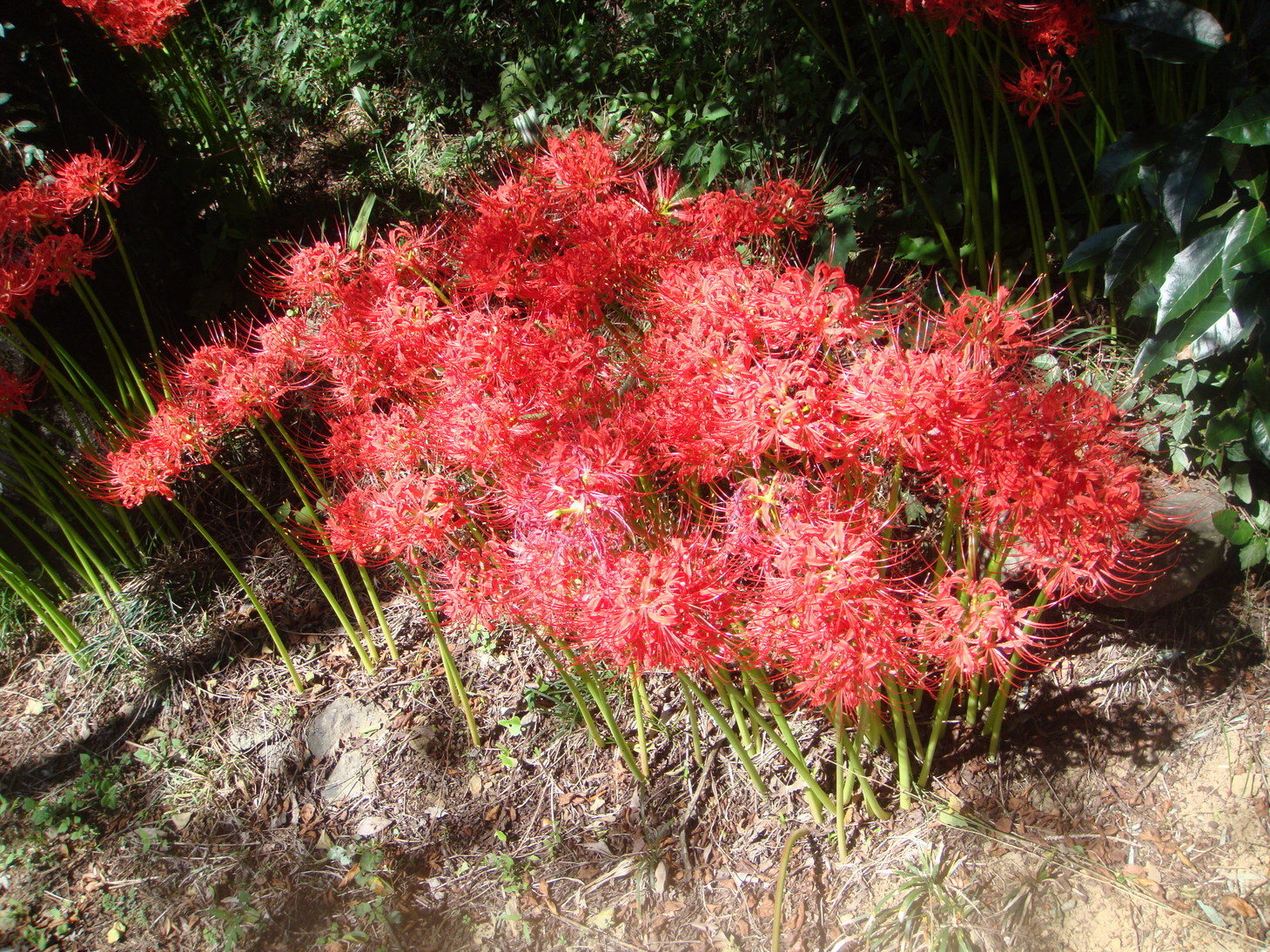 �{���Č����L