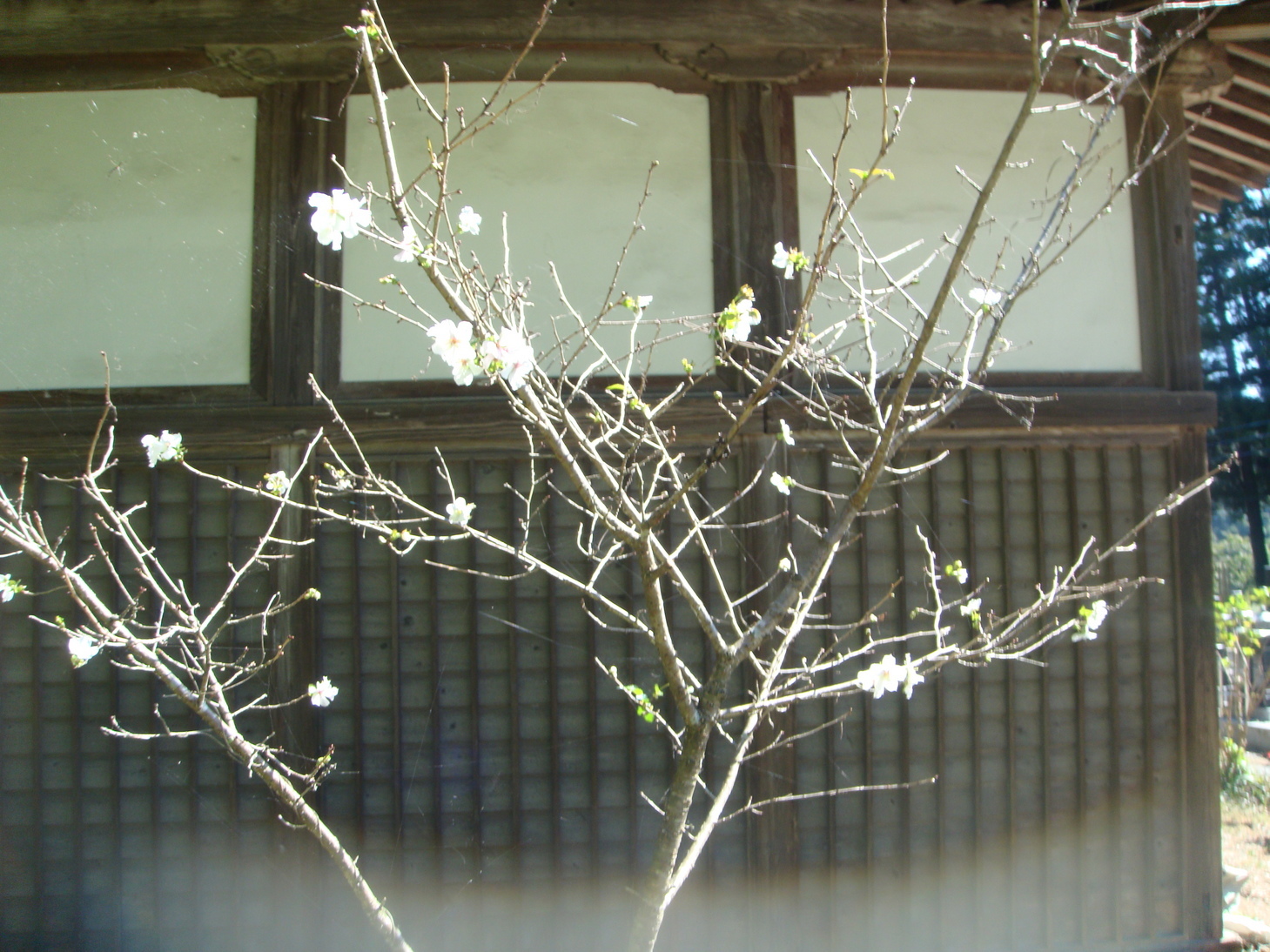 �{���Č����L