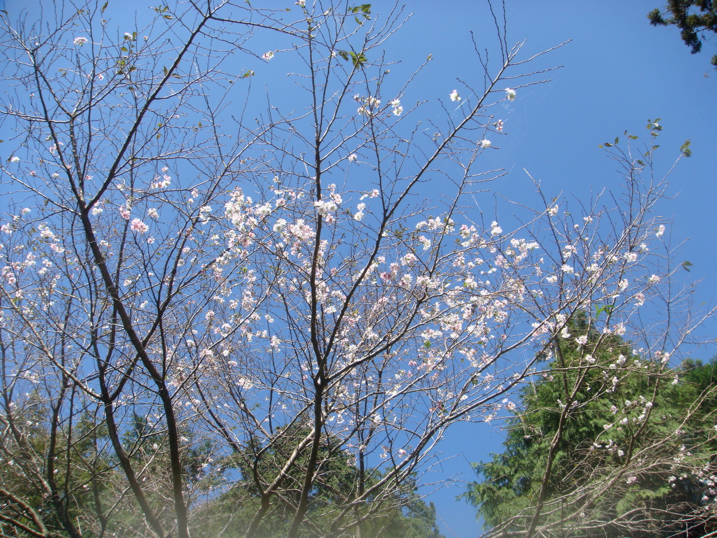 �{���Č����L