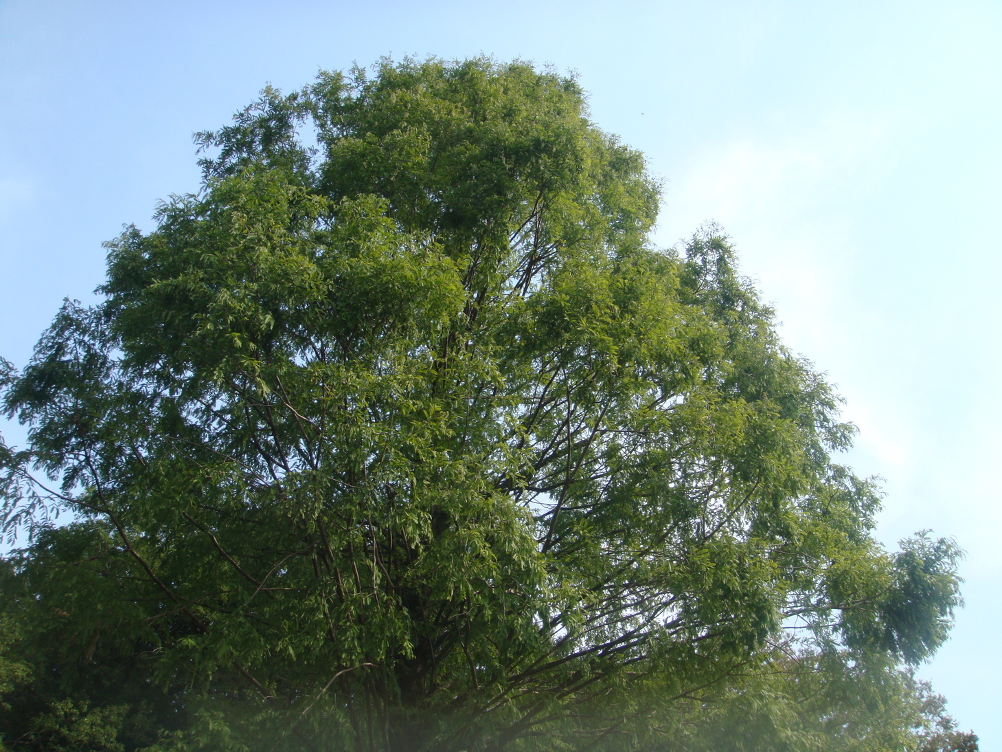 �{���Č����L