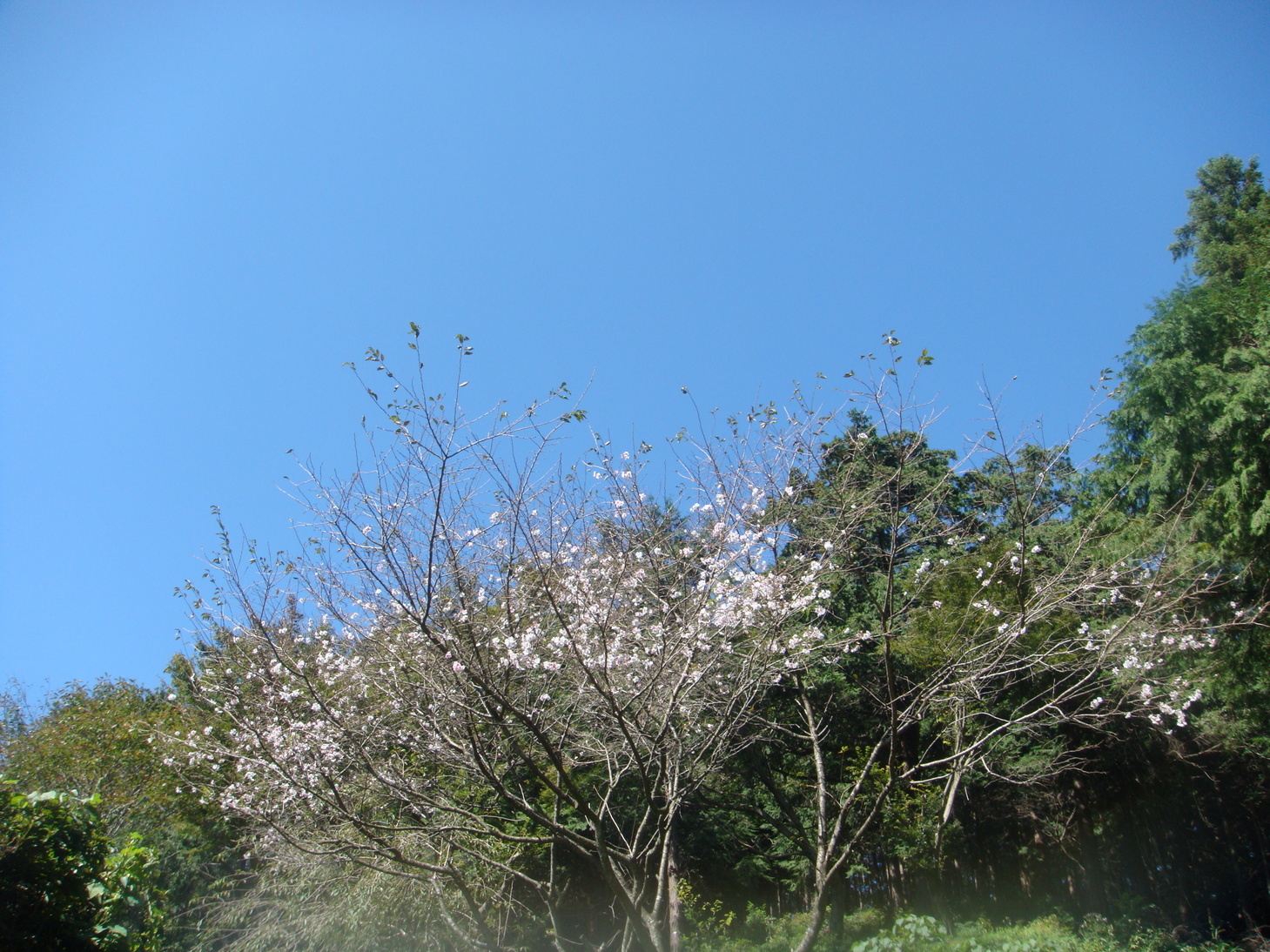 �{���Č����L