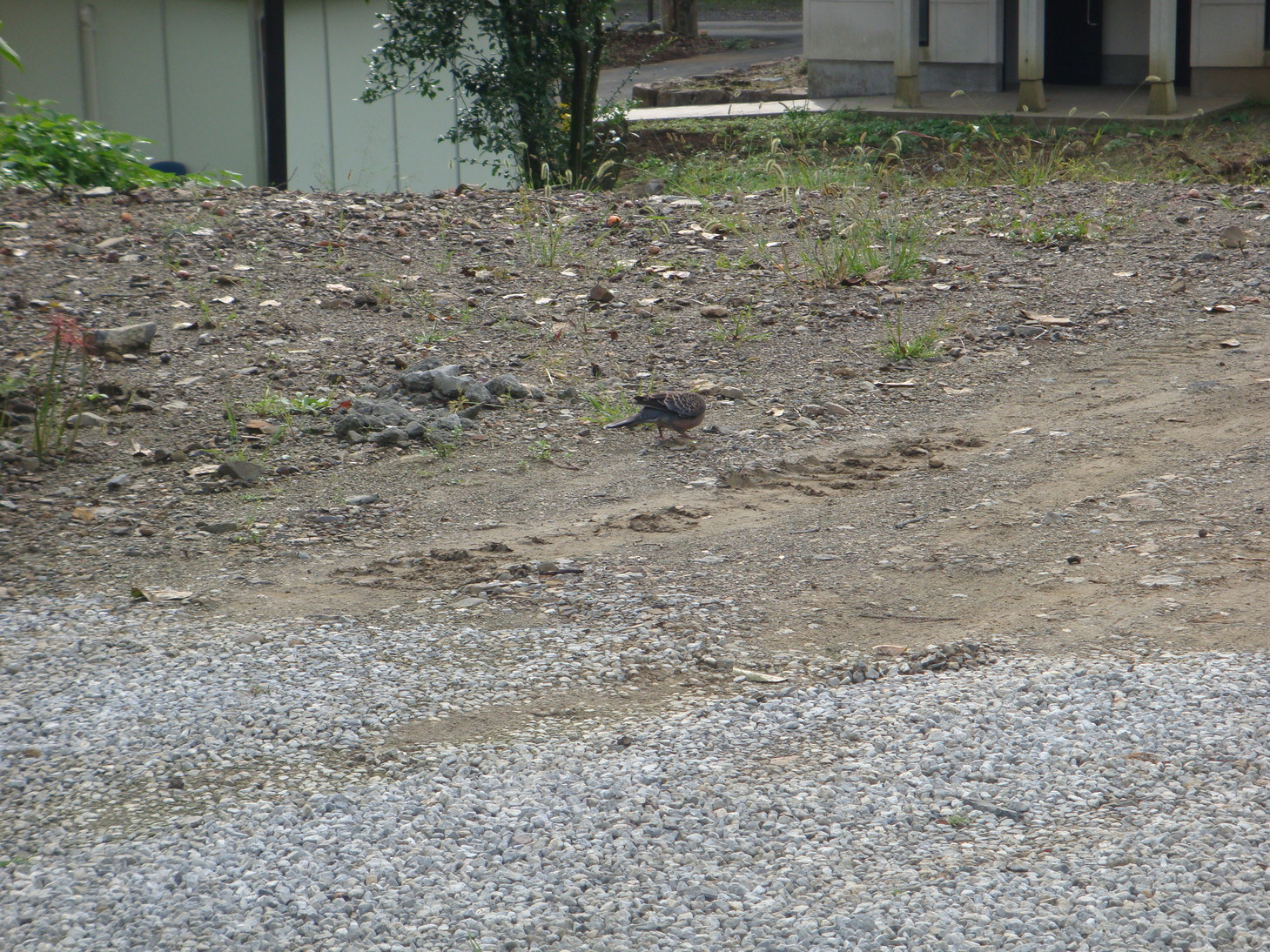 �{���Č����L