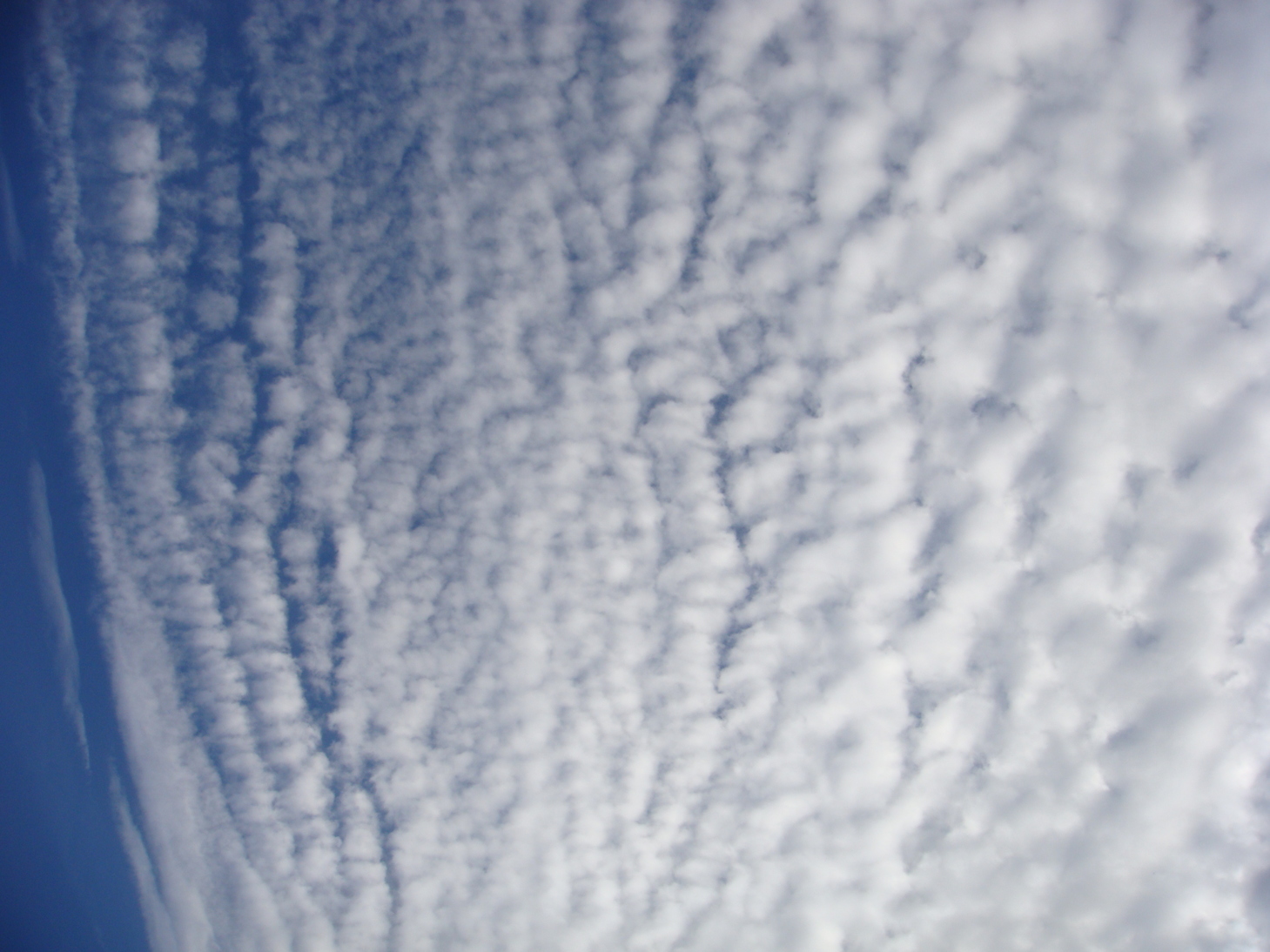 �{���Č����L