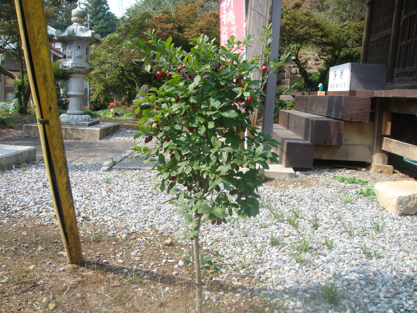 �{���Č����L