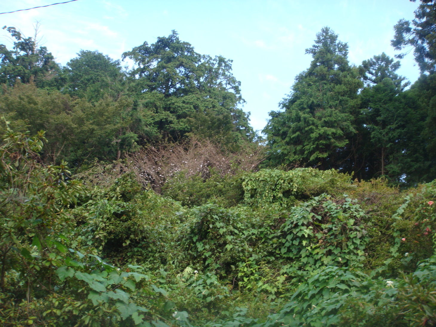 �{���Č����L