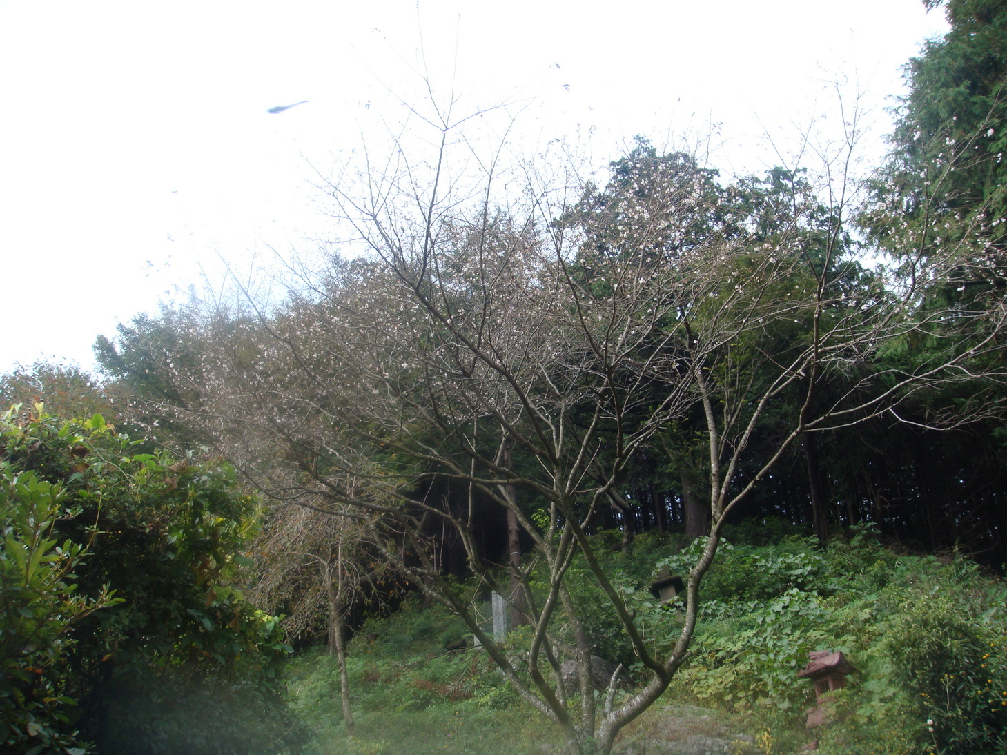 �{���Č����L