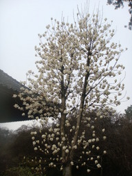 �{���Č����L