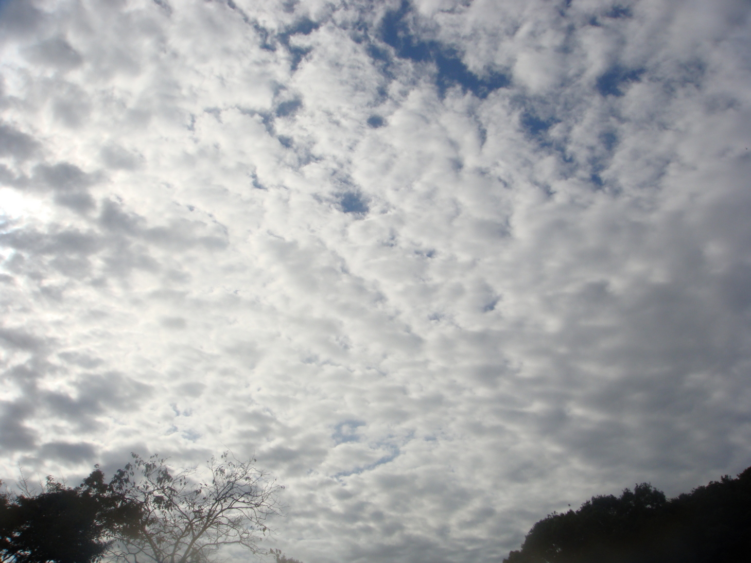 �{���Č����L