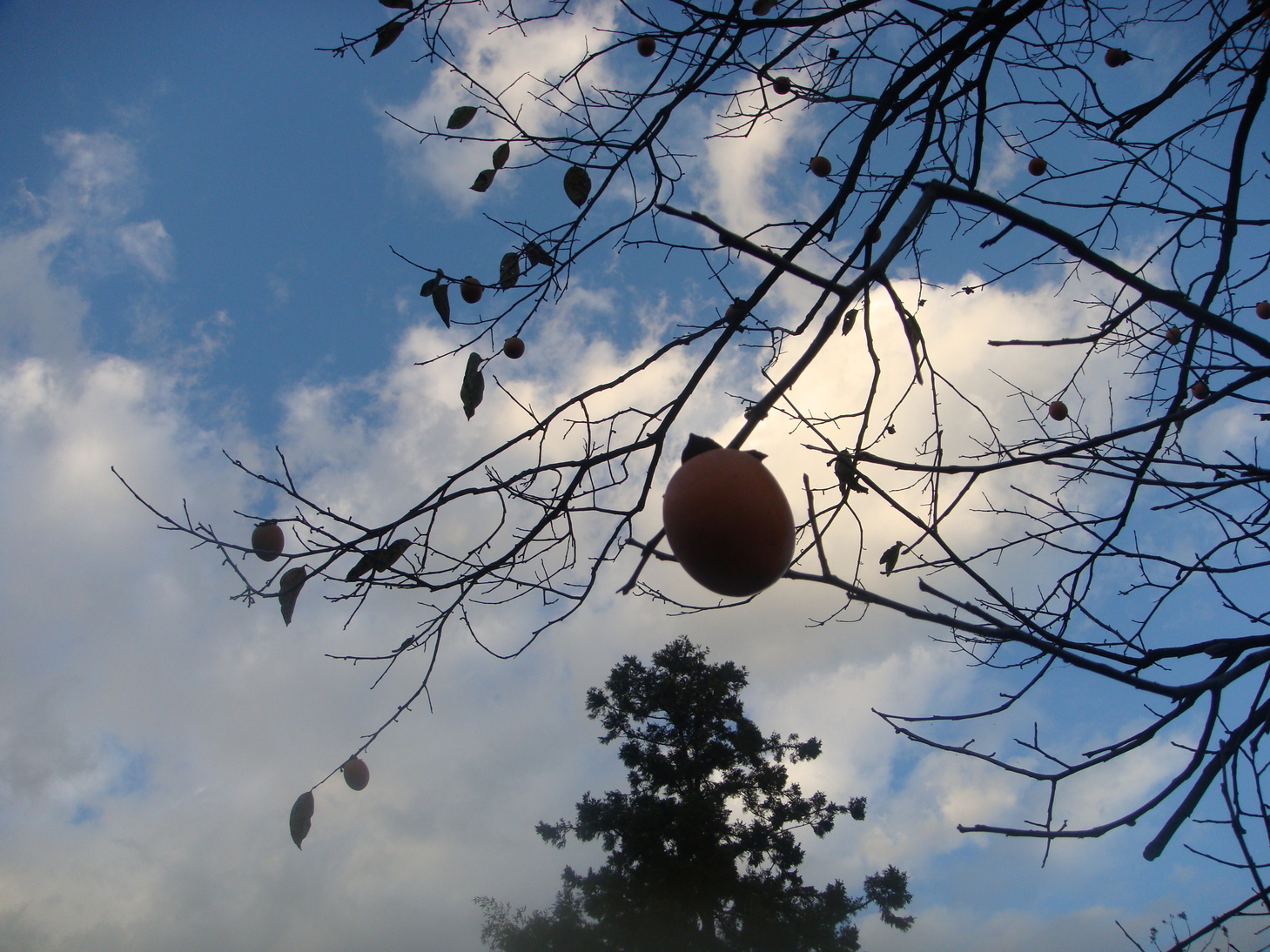 �{���Č����L