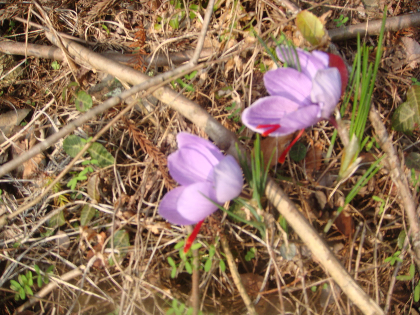 �{���Č����L