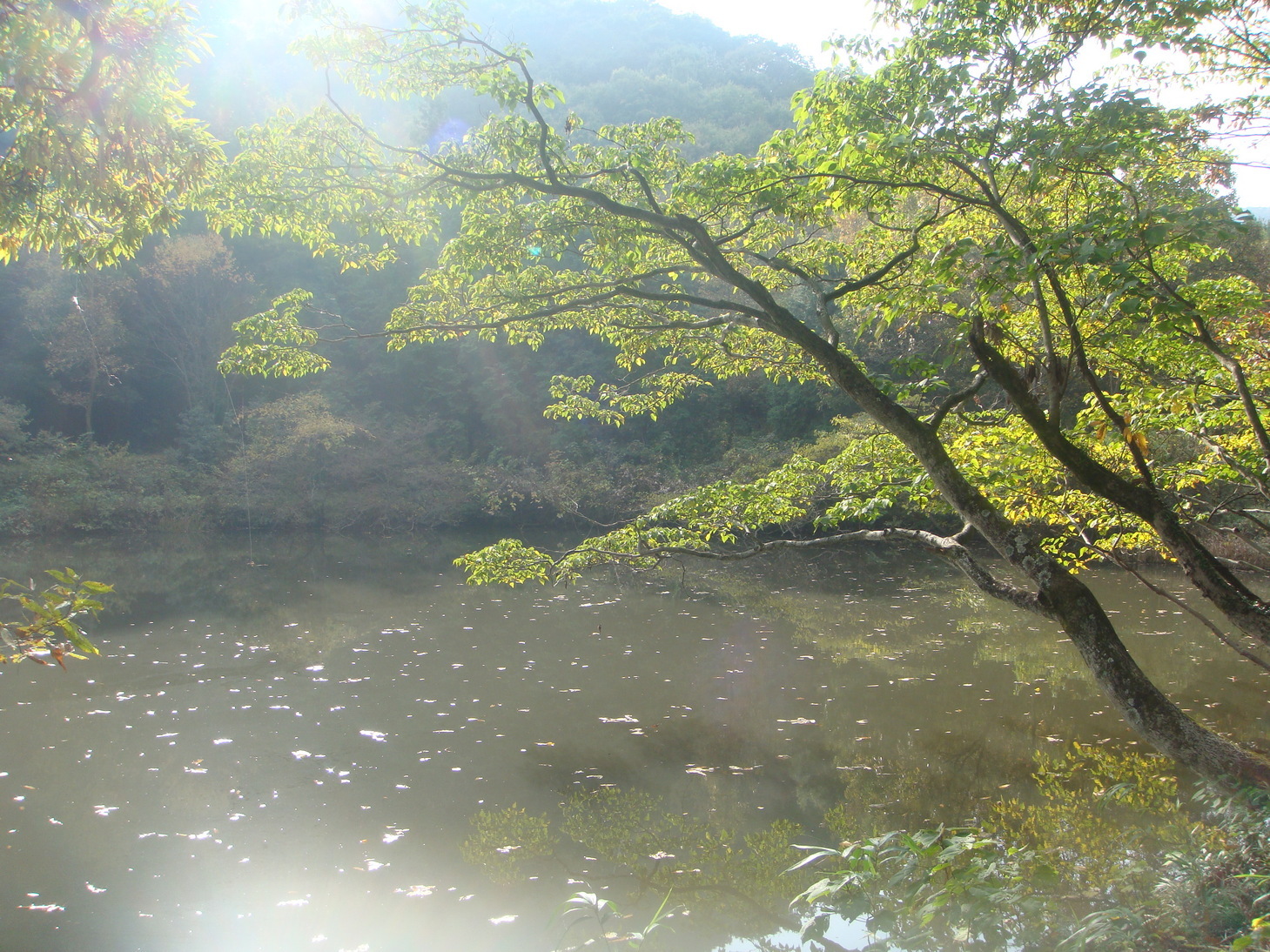 �{���Č����L