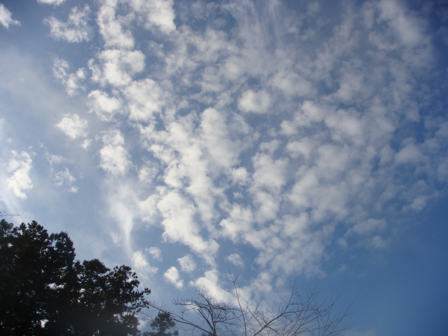 �{���Č����L