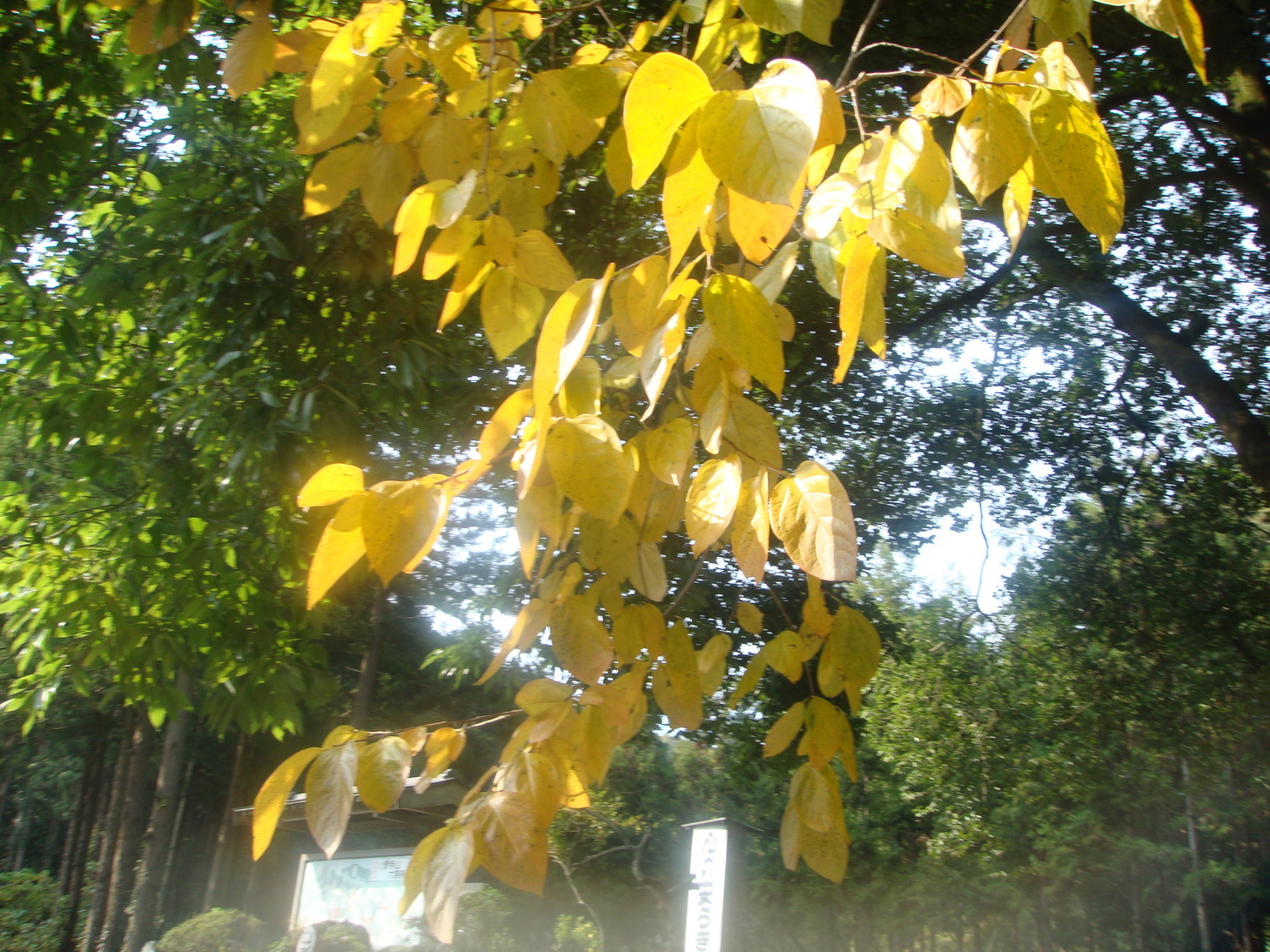 �{���Č����L