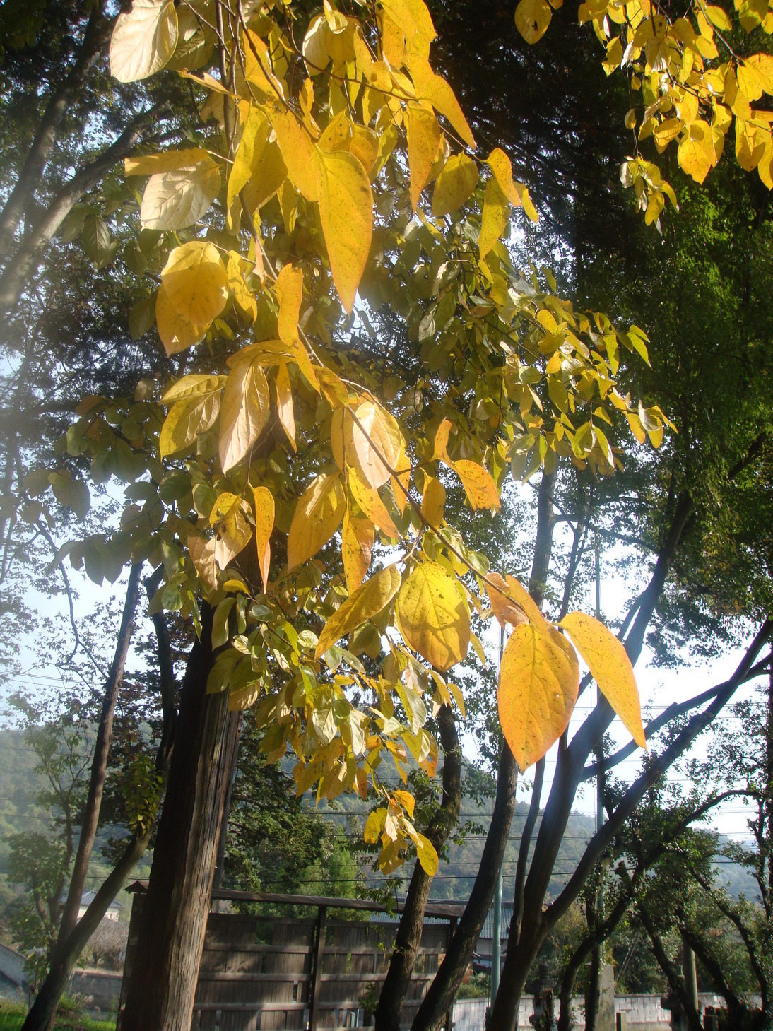 �{���Č����L