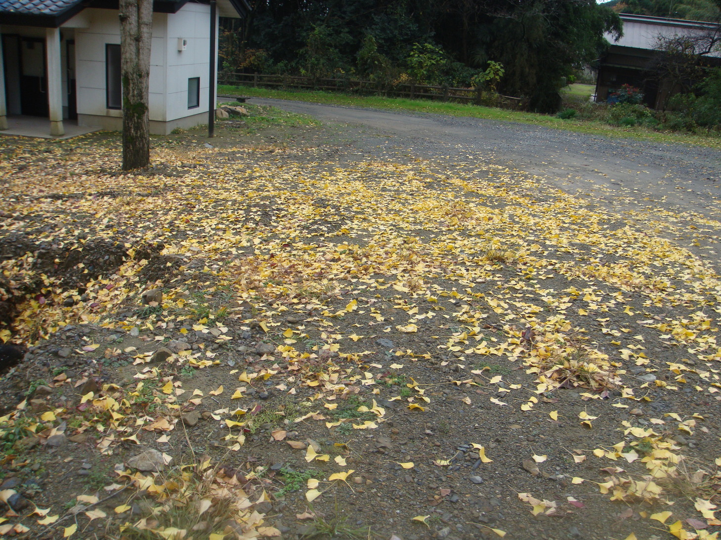 �{���Č����L