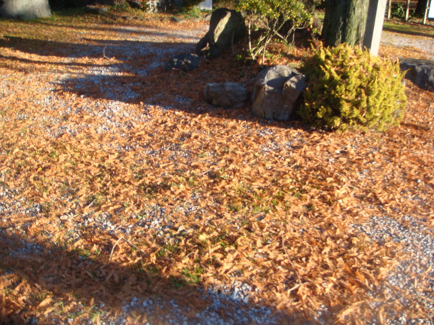 �{���Č����L