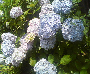 �{���Č����L