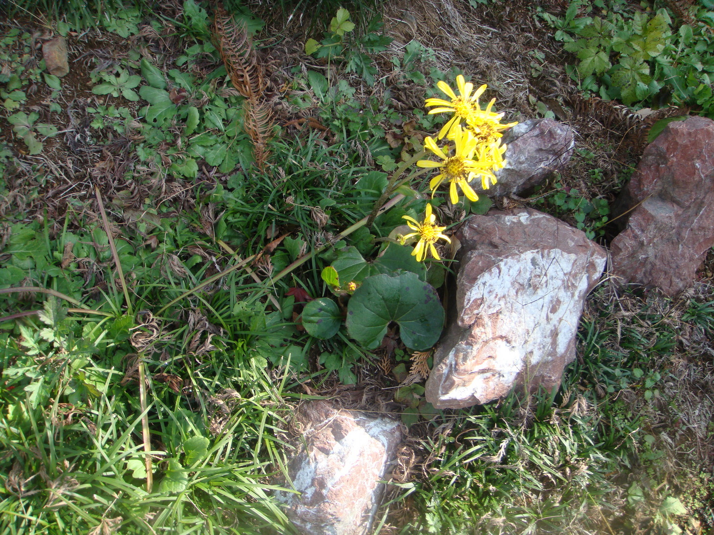 �{���Č����L