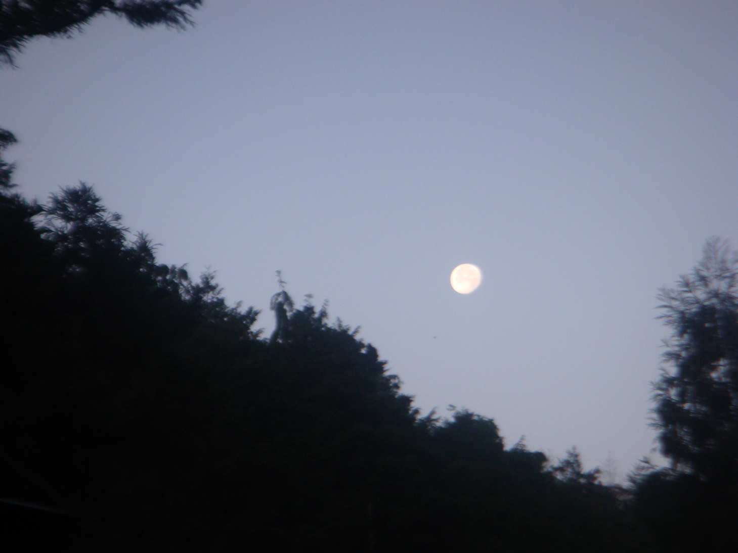 �{���Č����L