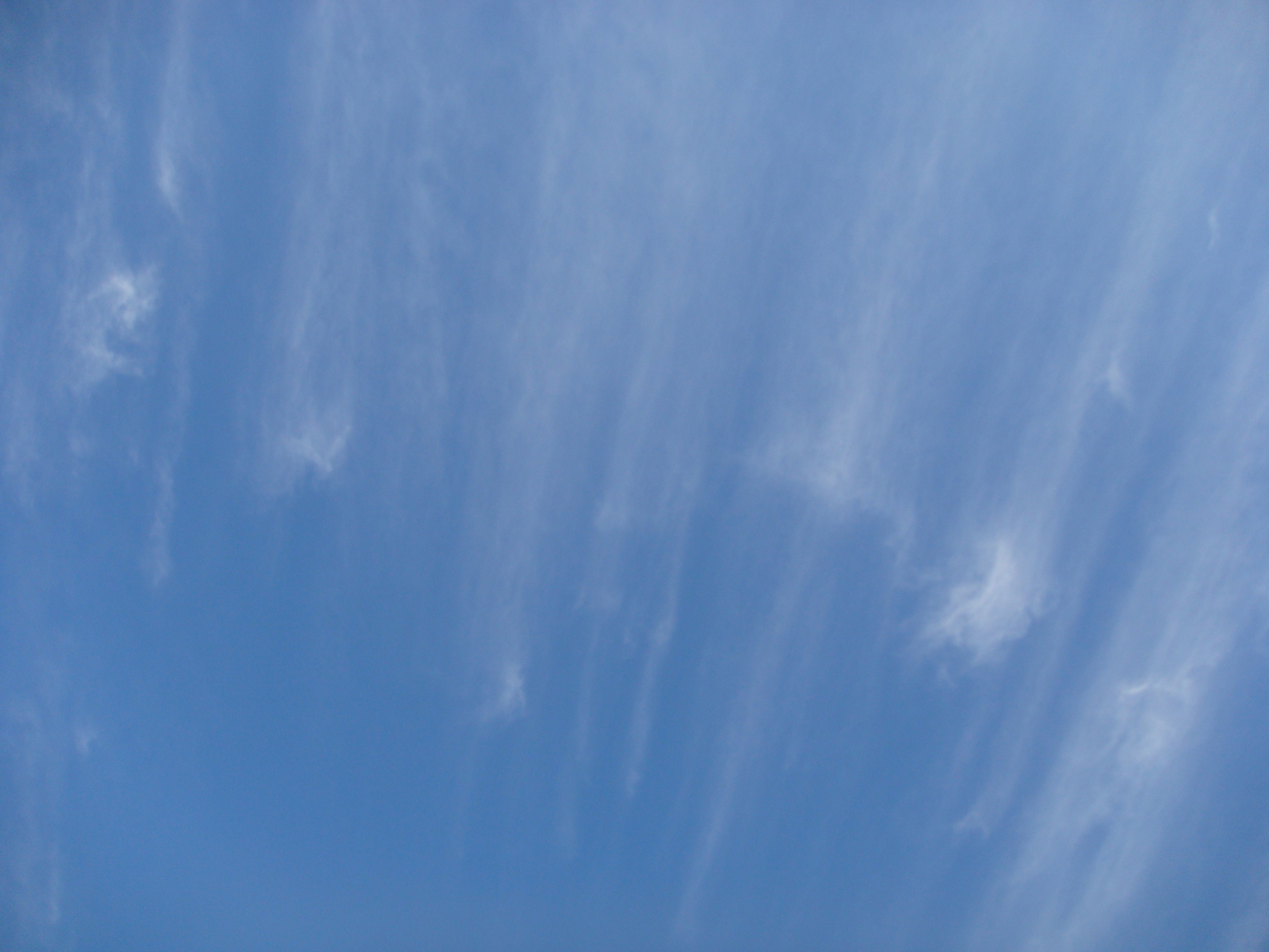 �{���Č����L