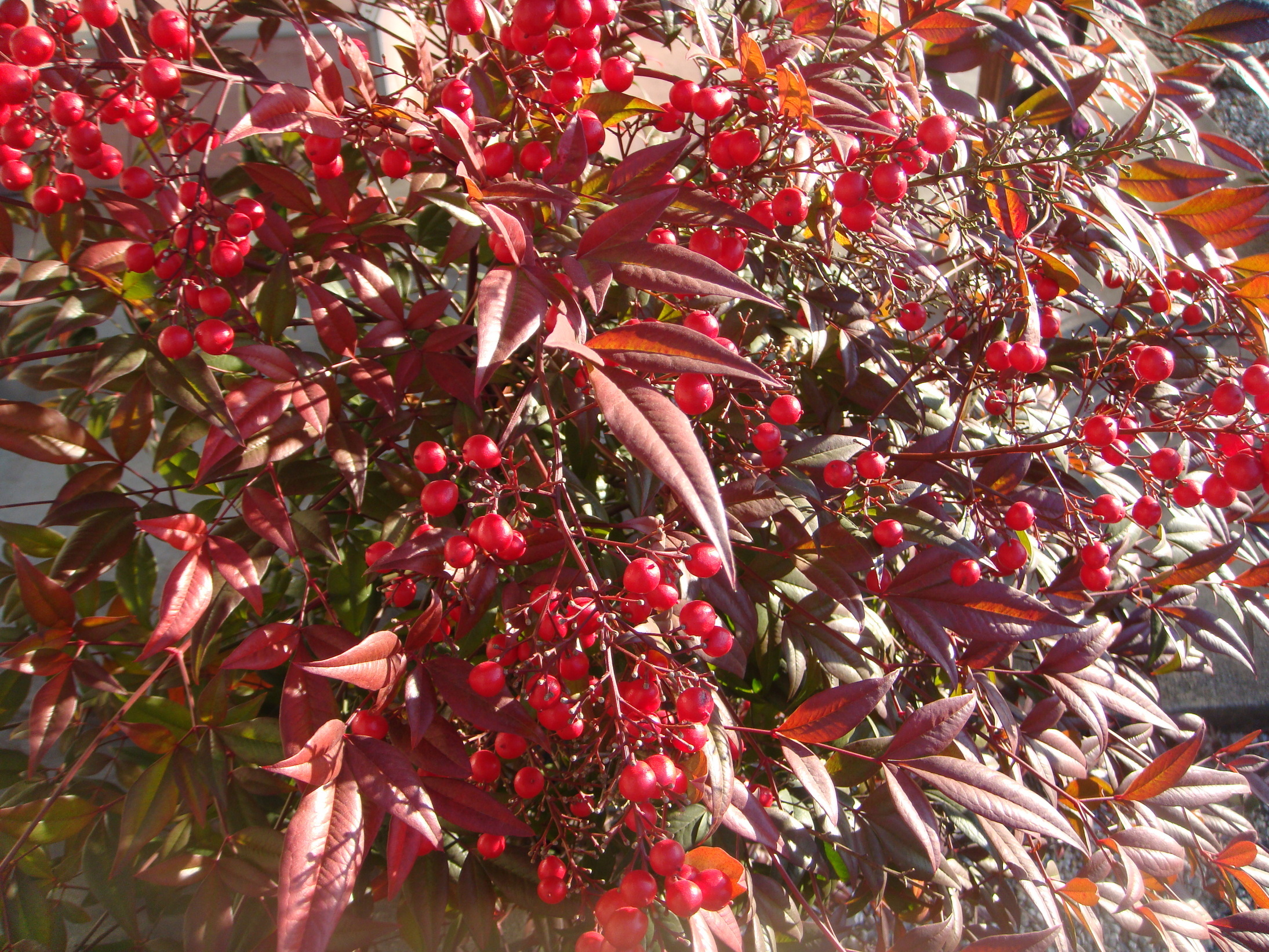 �{���Č����L