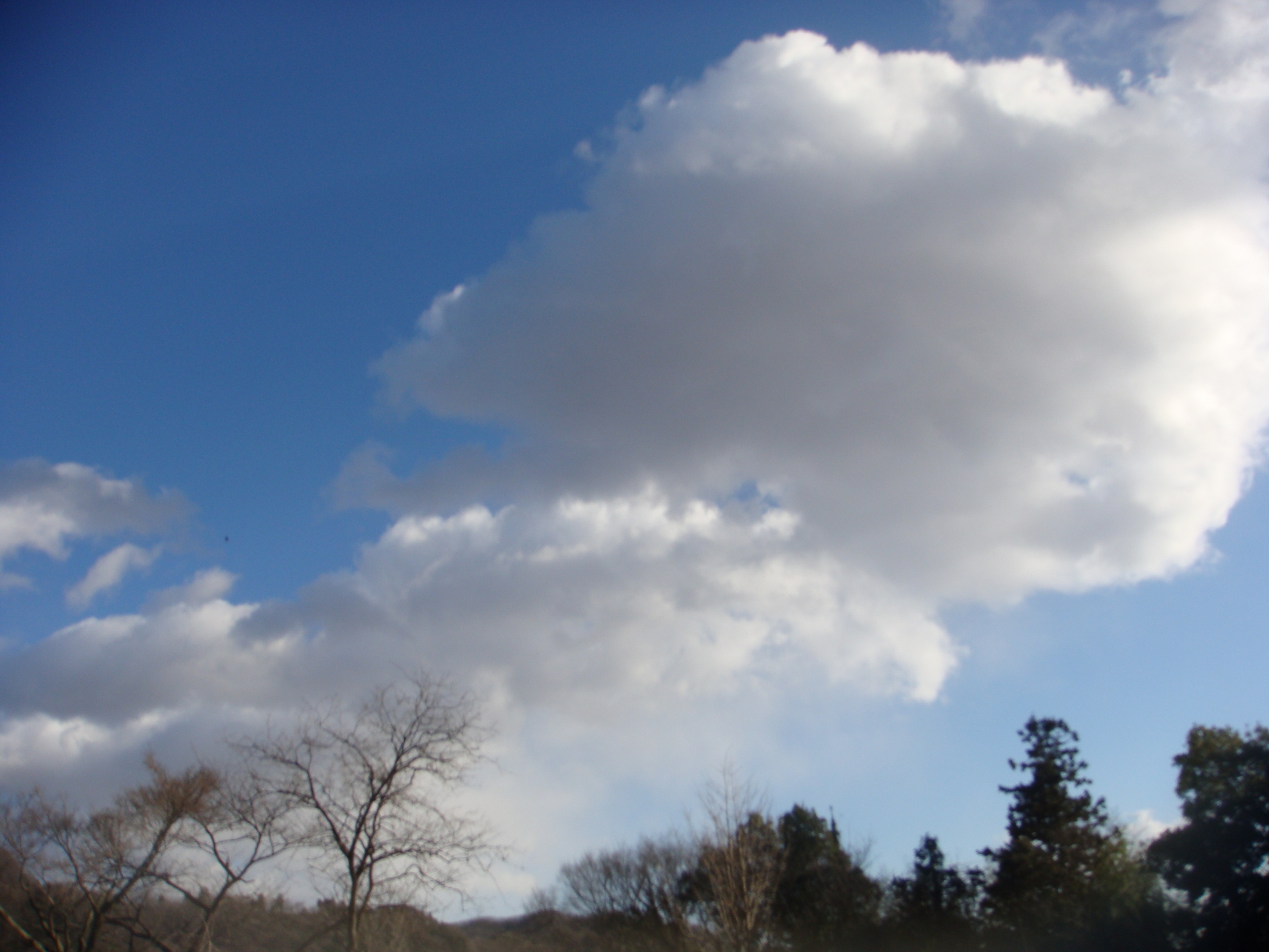 �{���Č����L