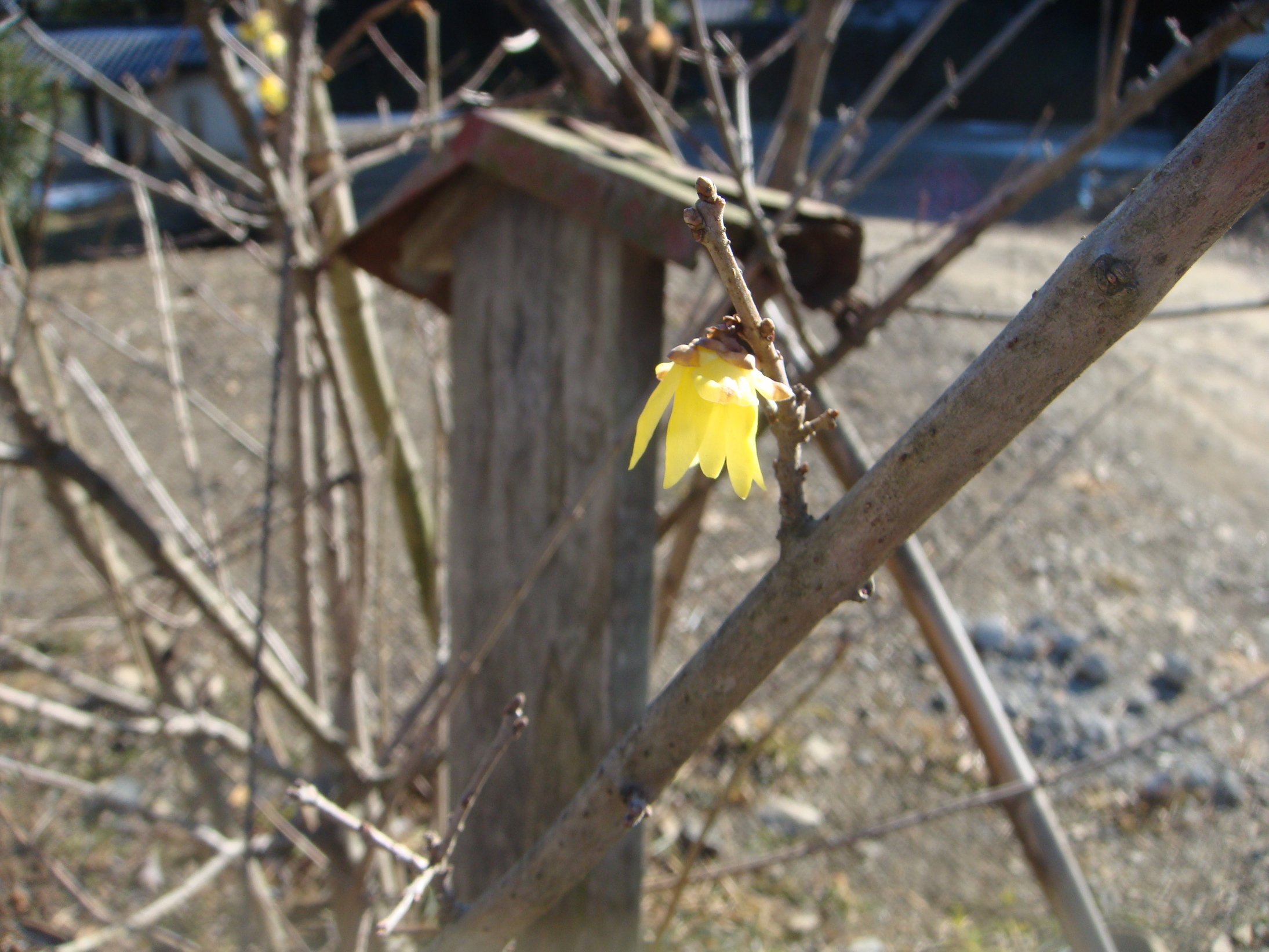 �{���Č����L