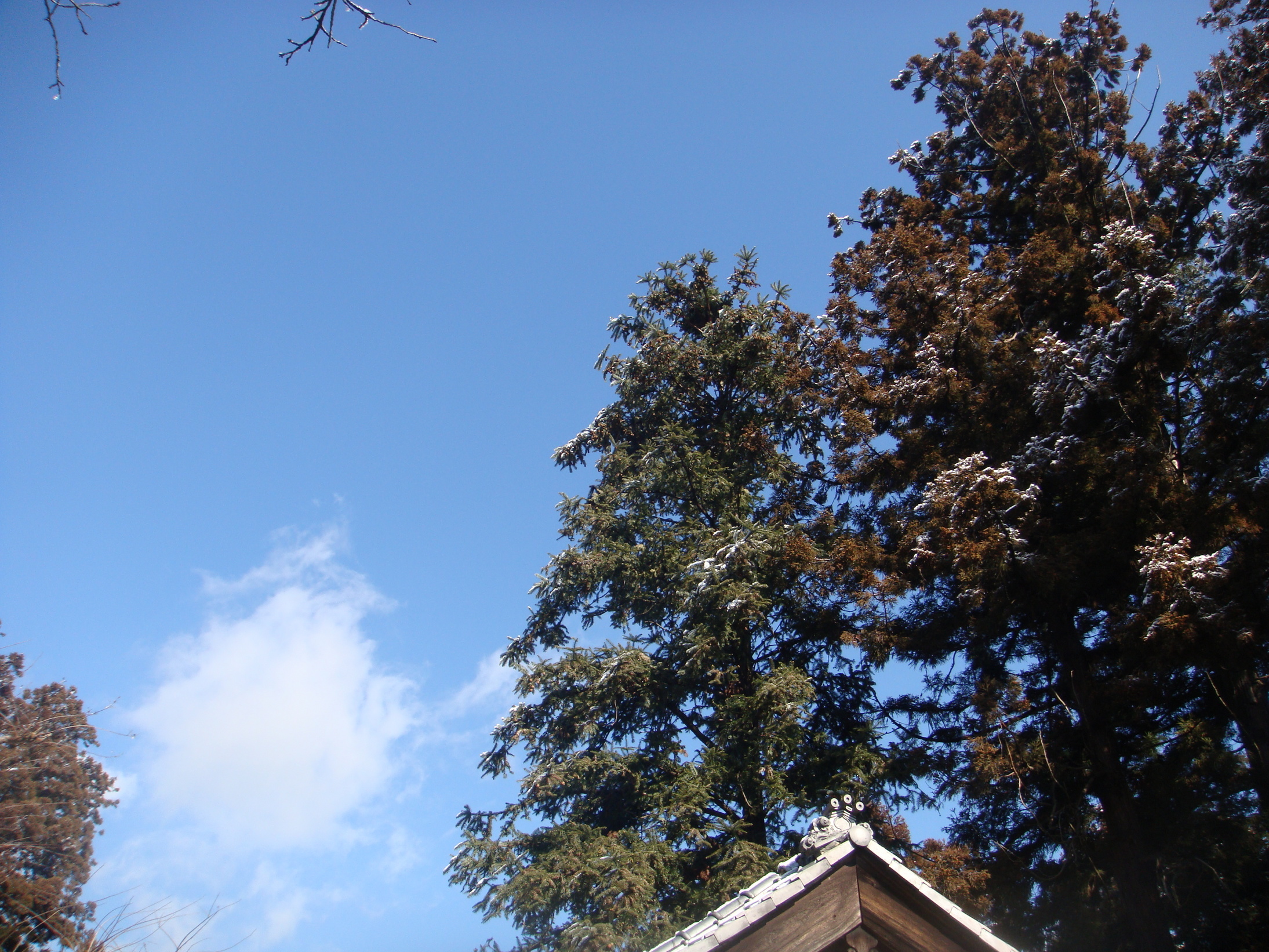 �{���Č����L