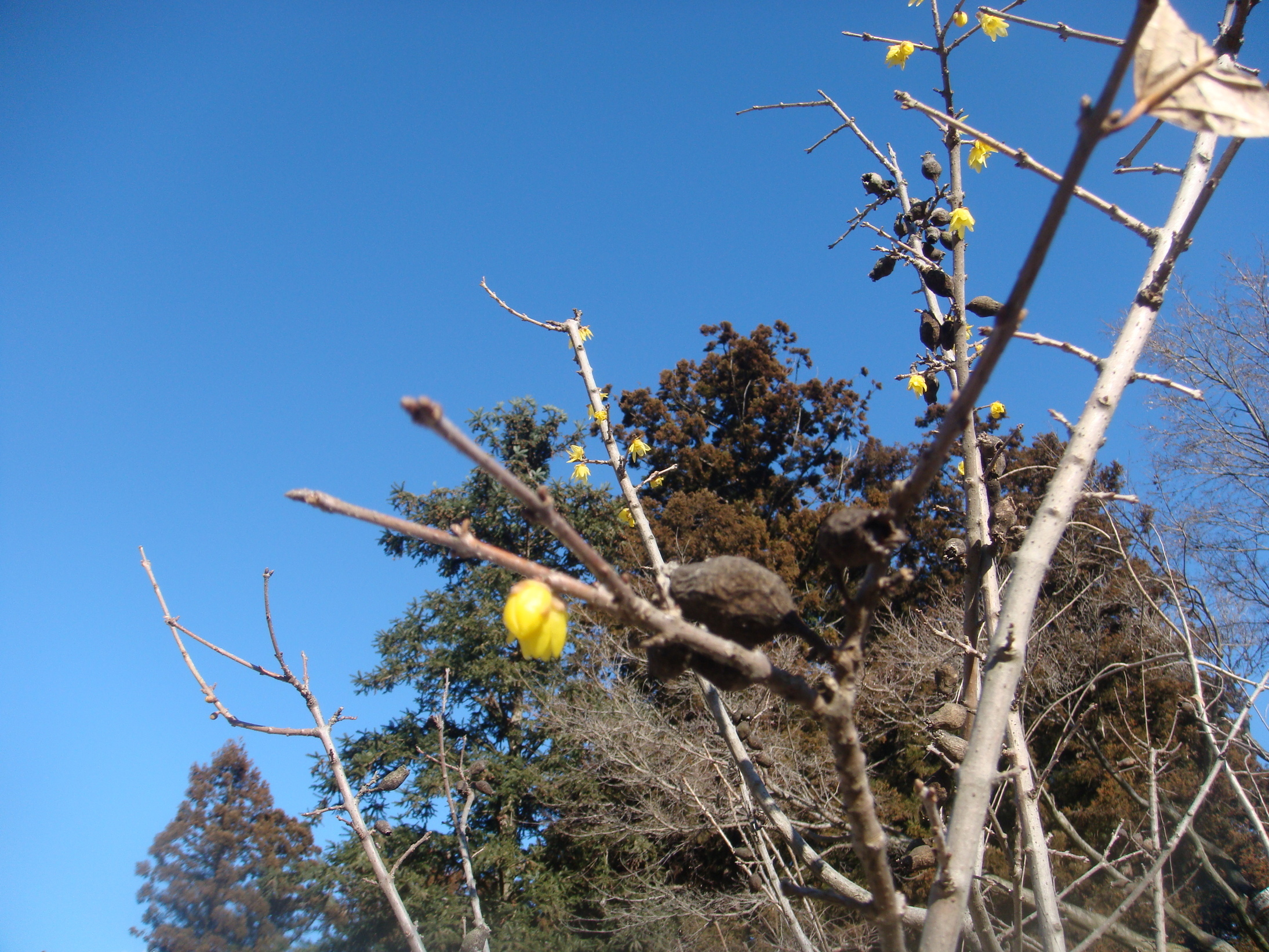 �{���Č����L