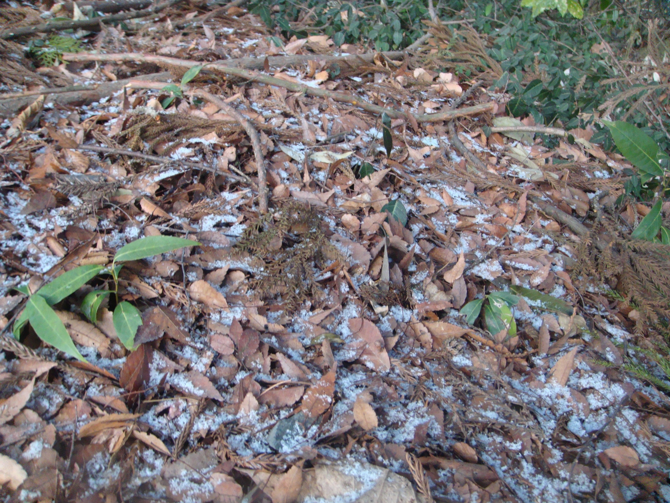 �{���Č����L