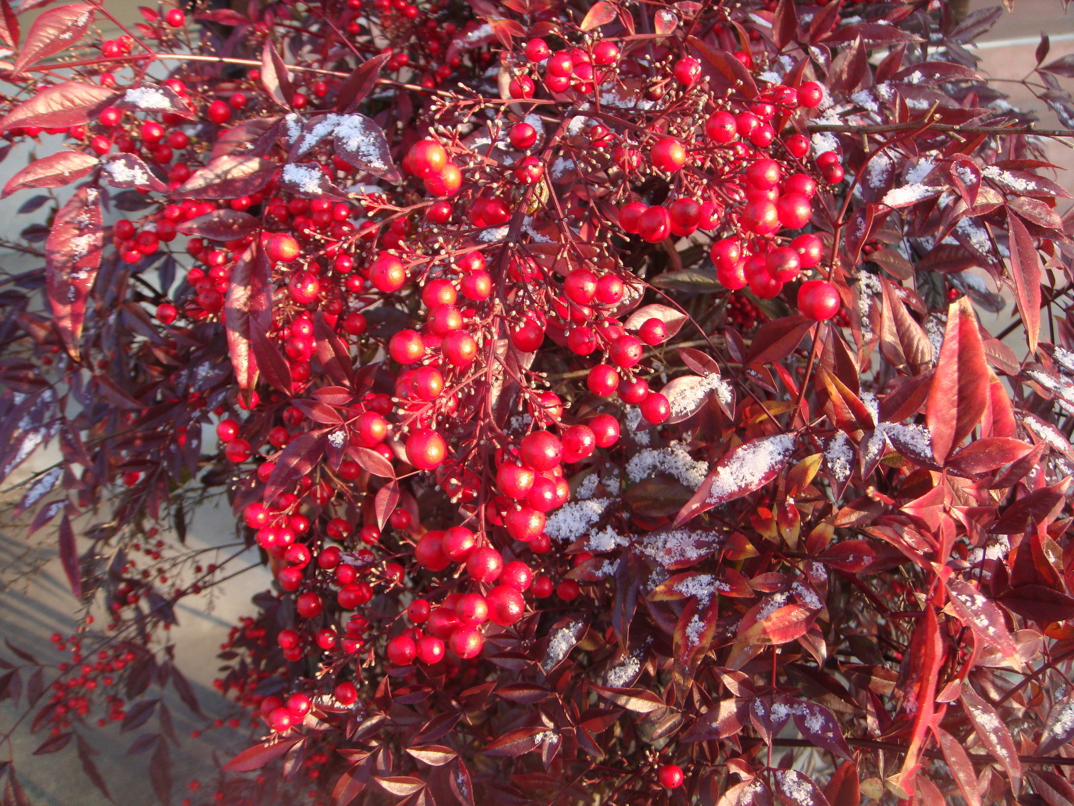 �{���Č����L