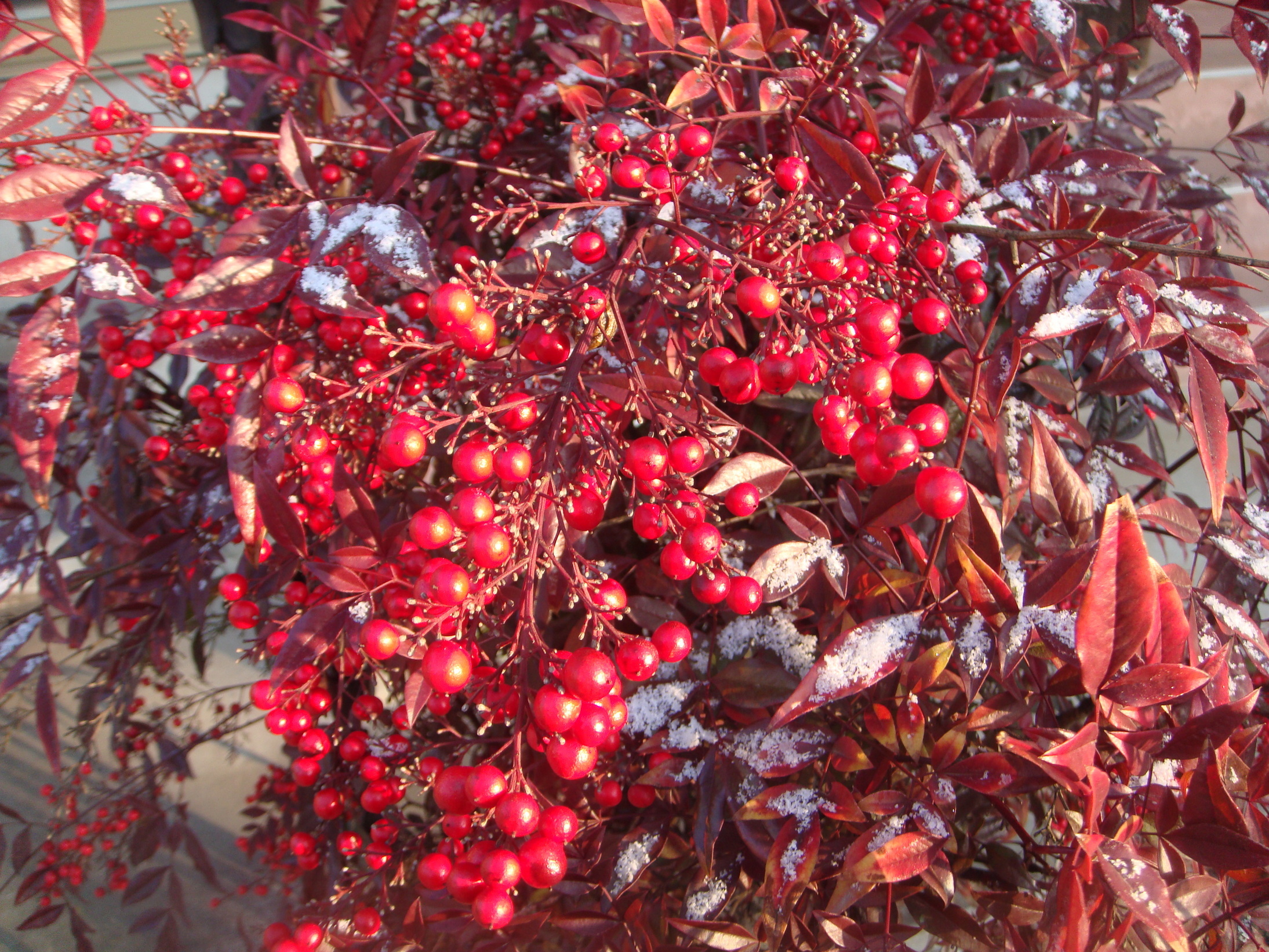 �{���Č����L