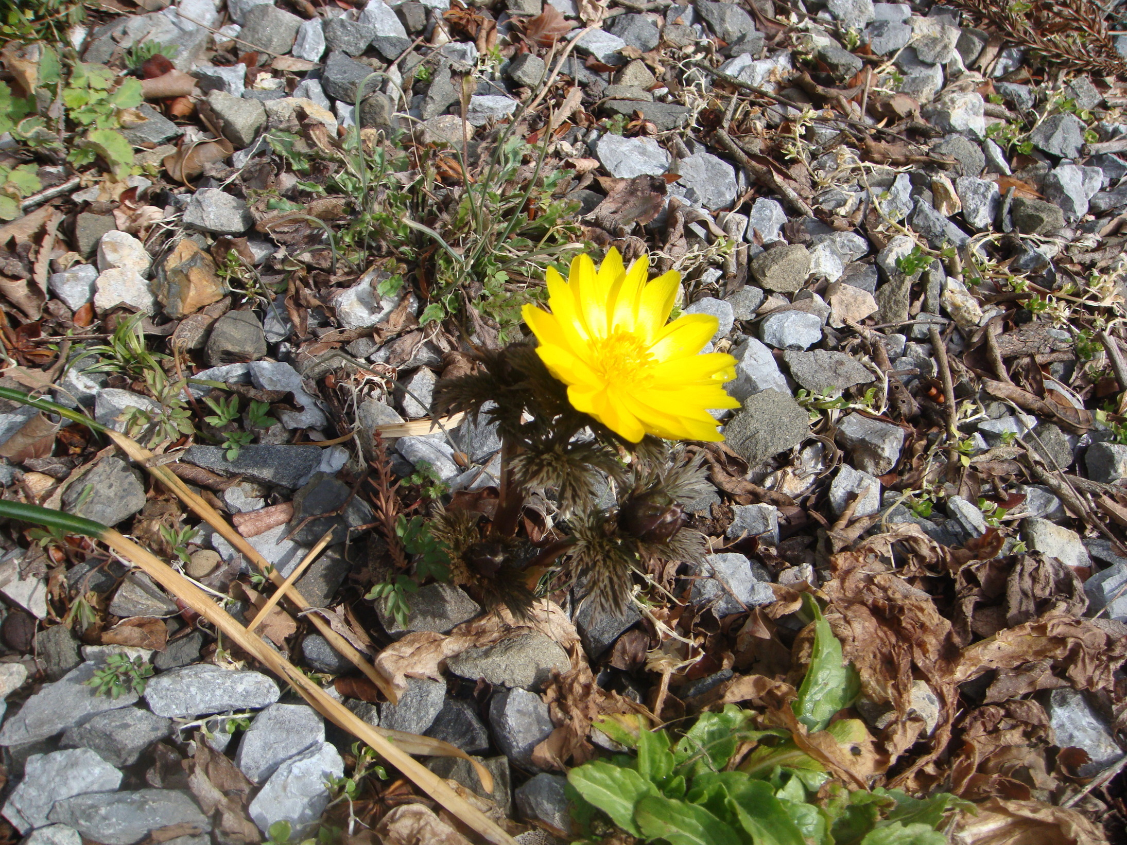 �{���Č����L