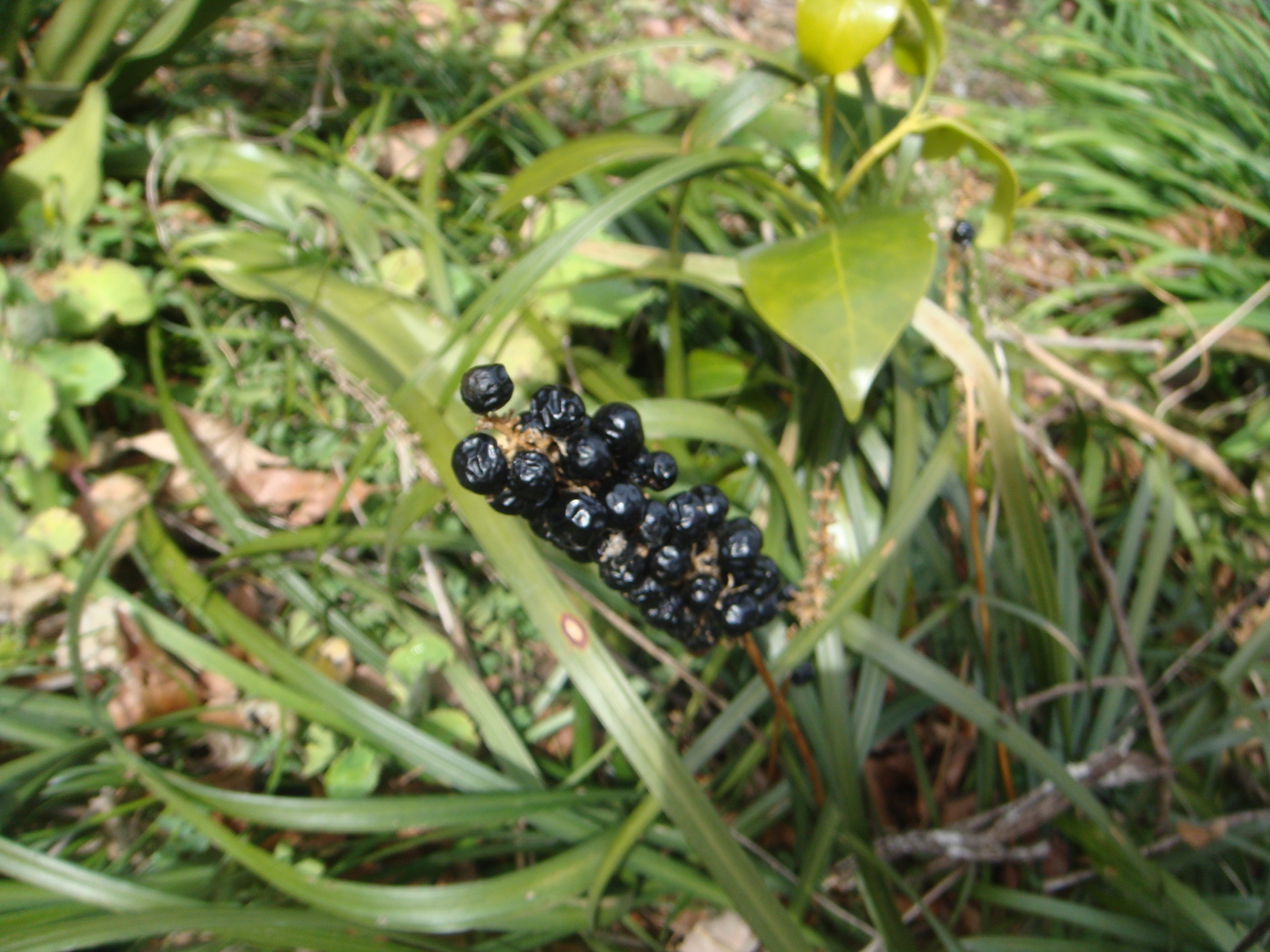 �{���Č����L