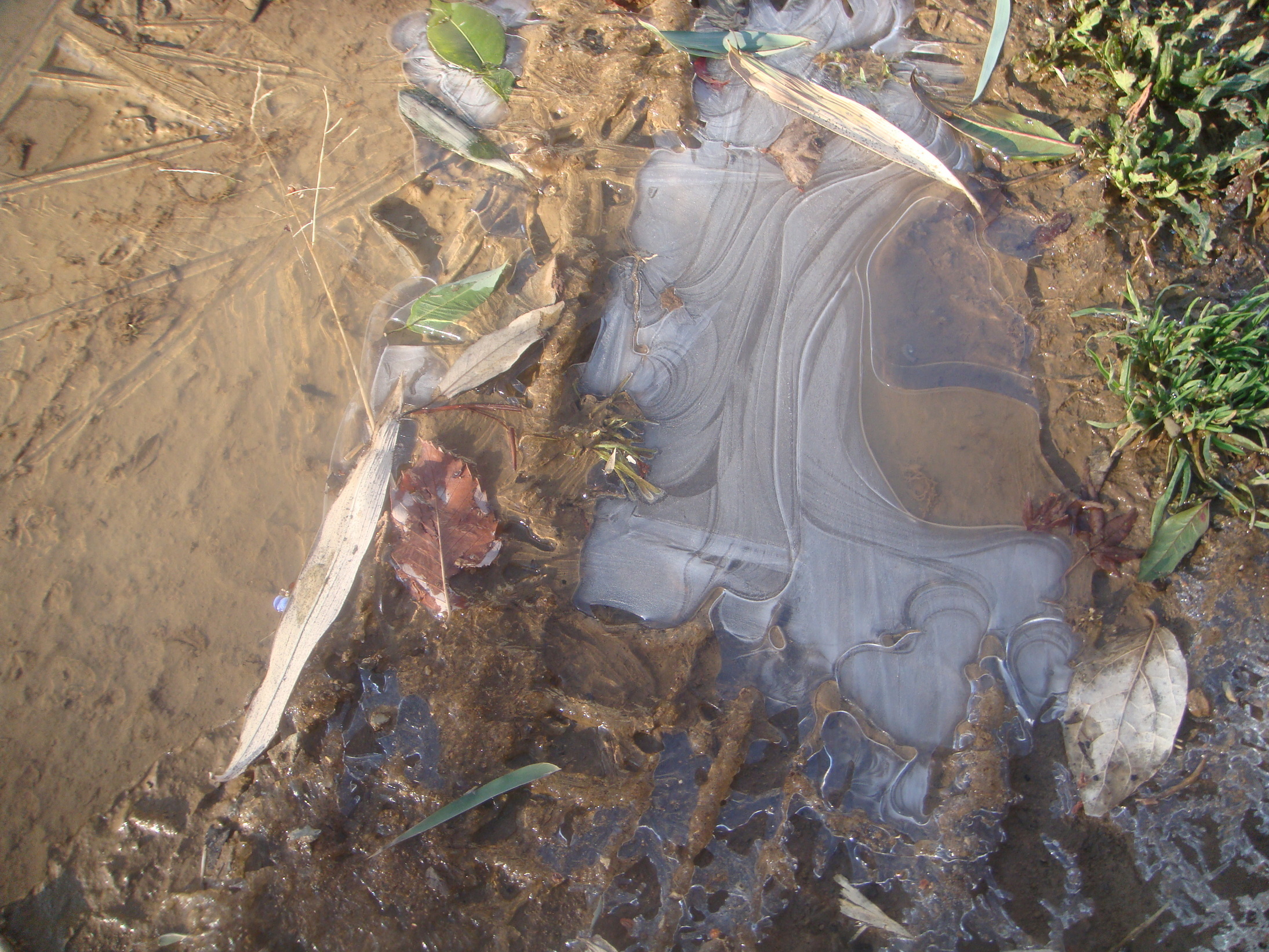 �{���Č����L