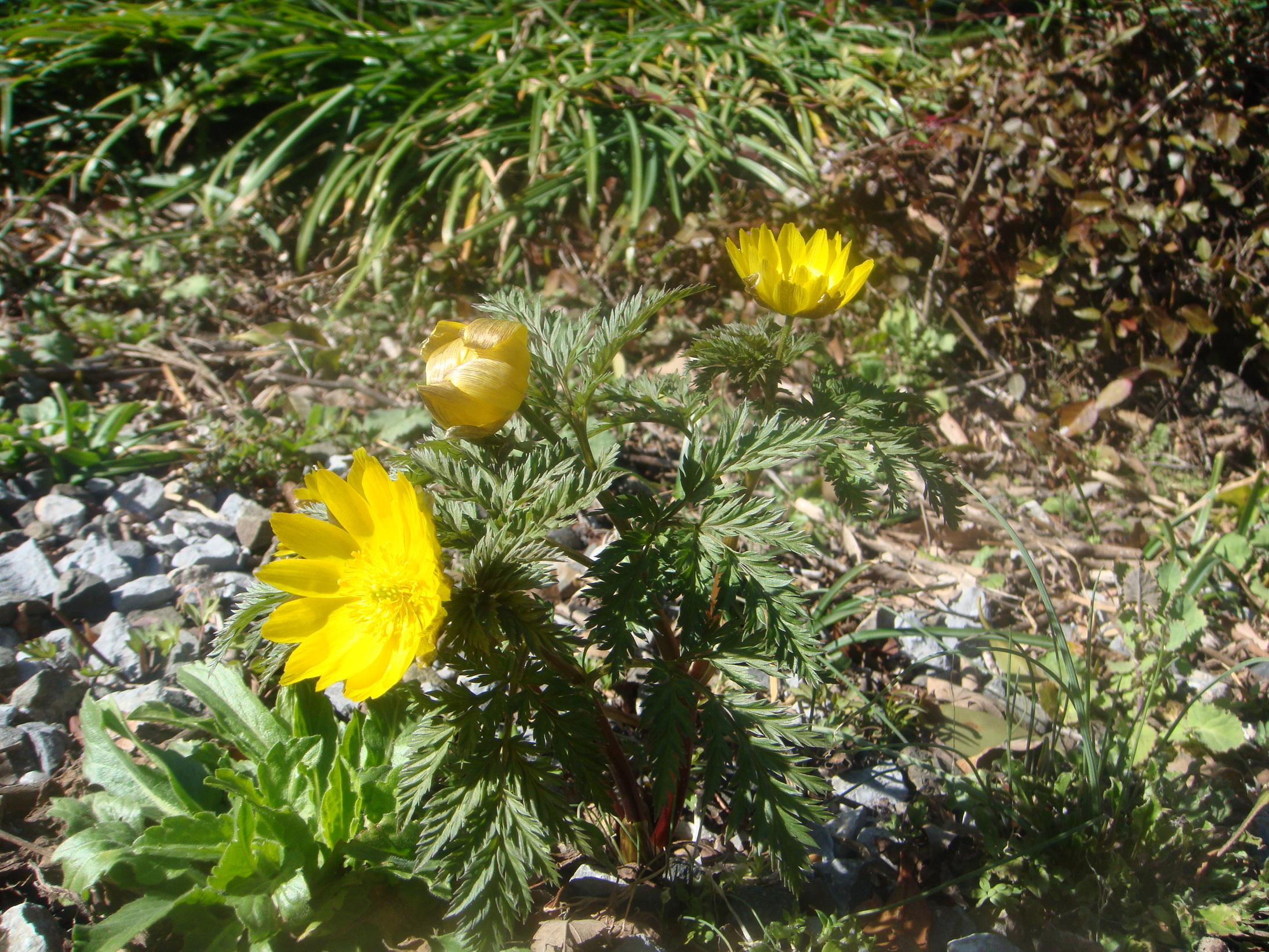 �{���Č����L