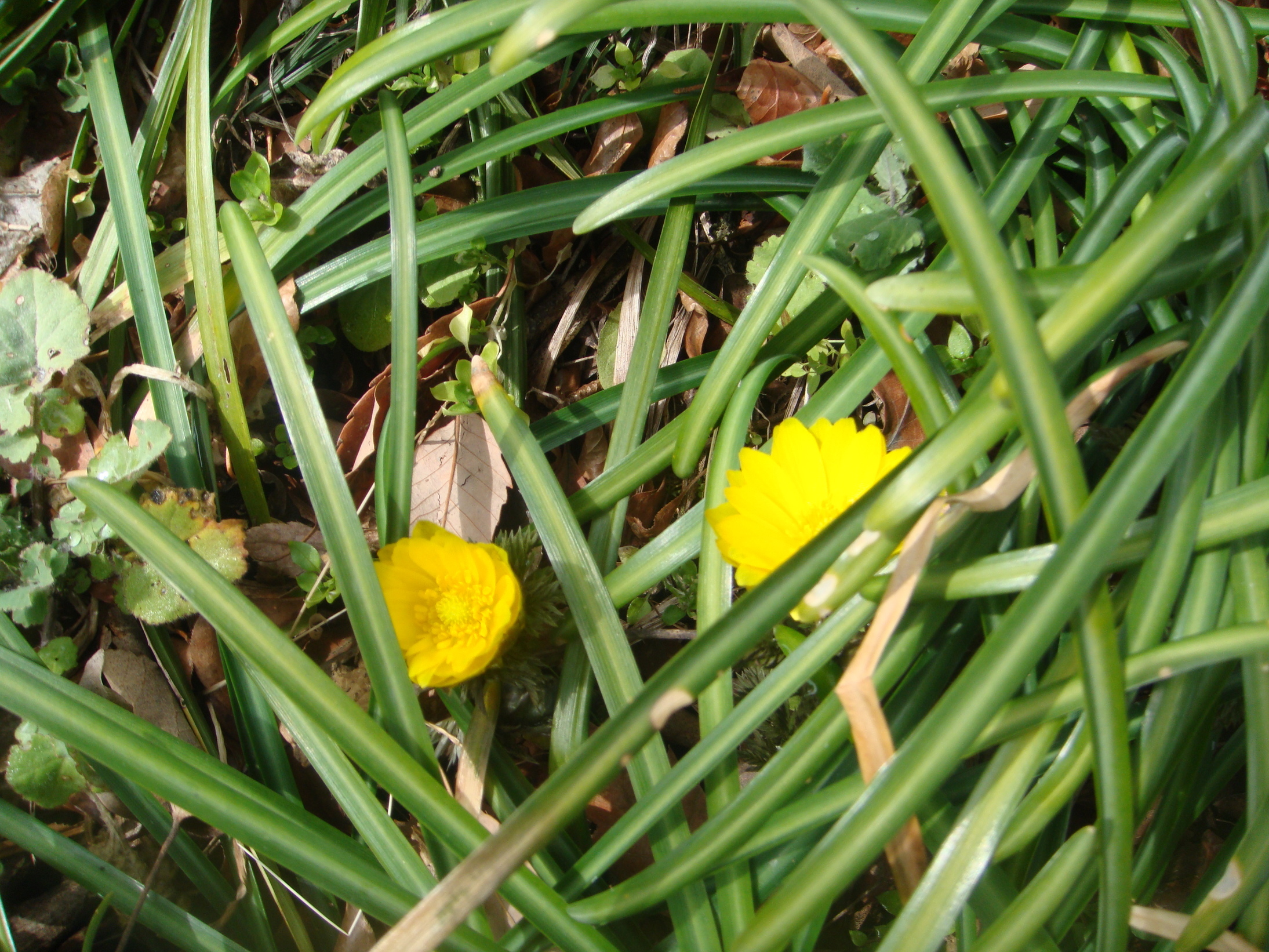 �{���Č����L