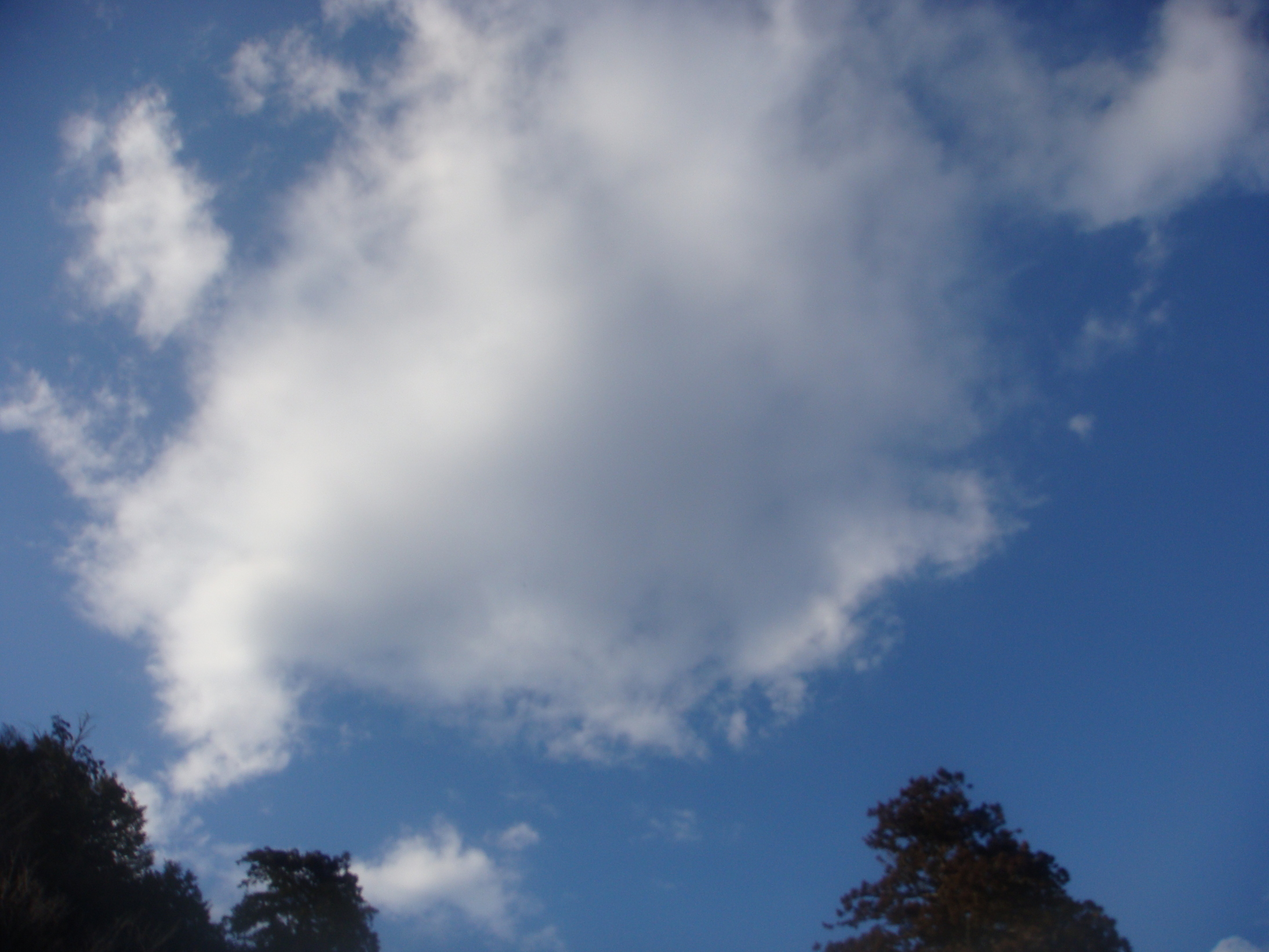 �{���Č����L