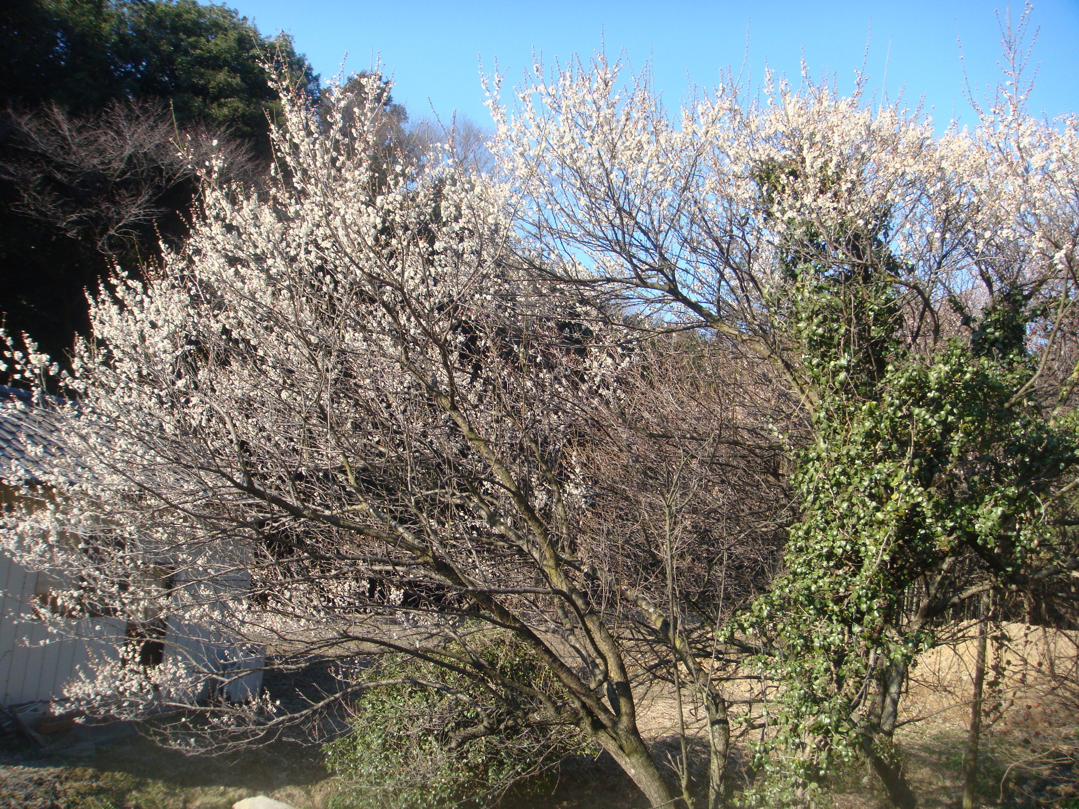 �{���Č����L