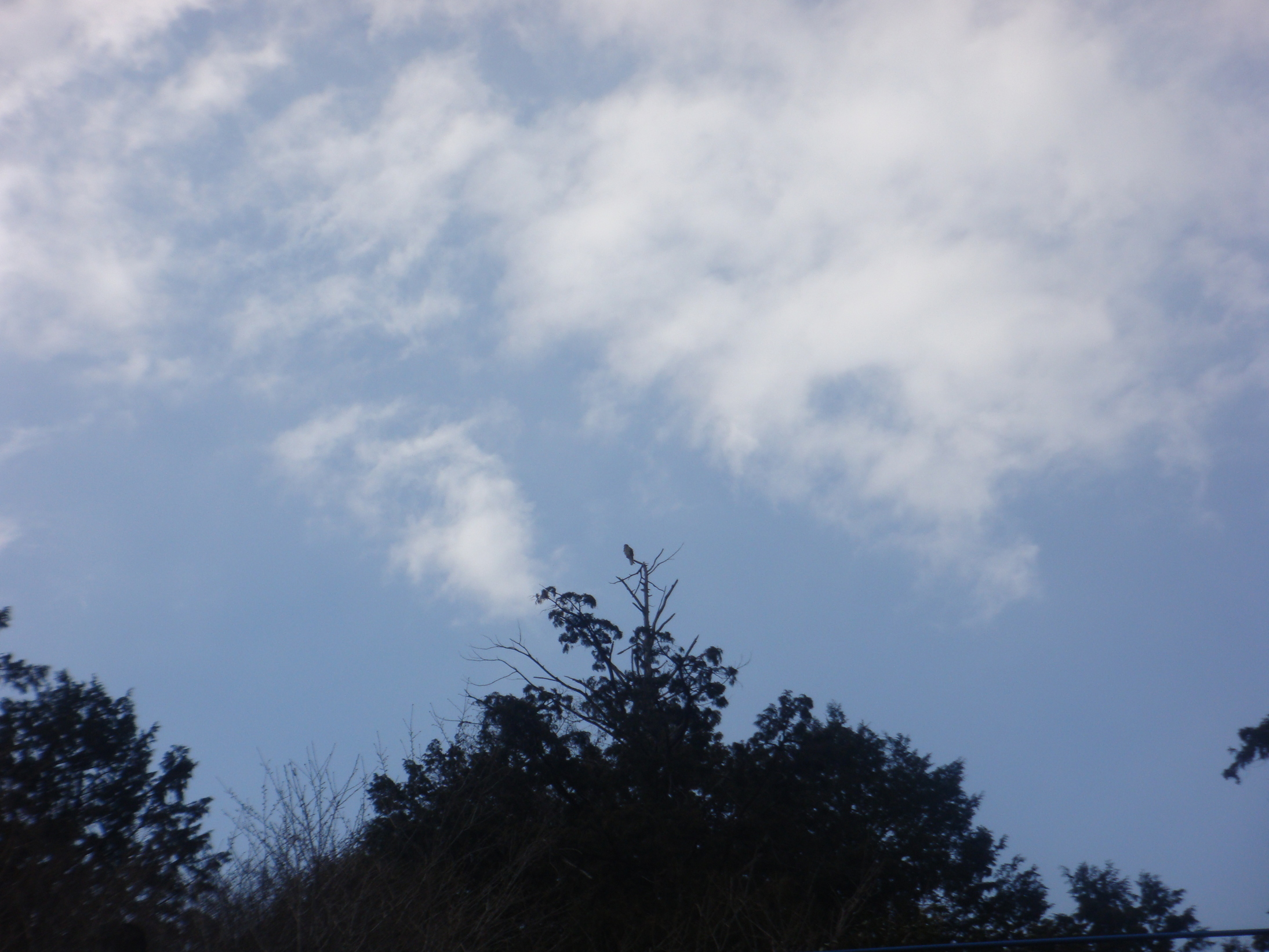 �{���Č����L