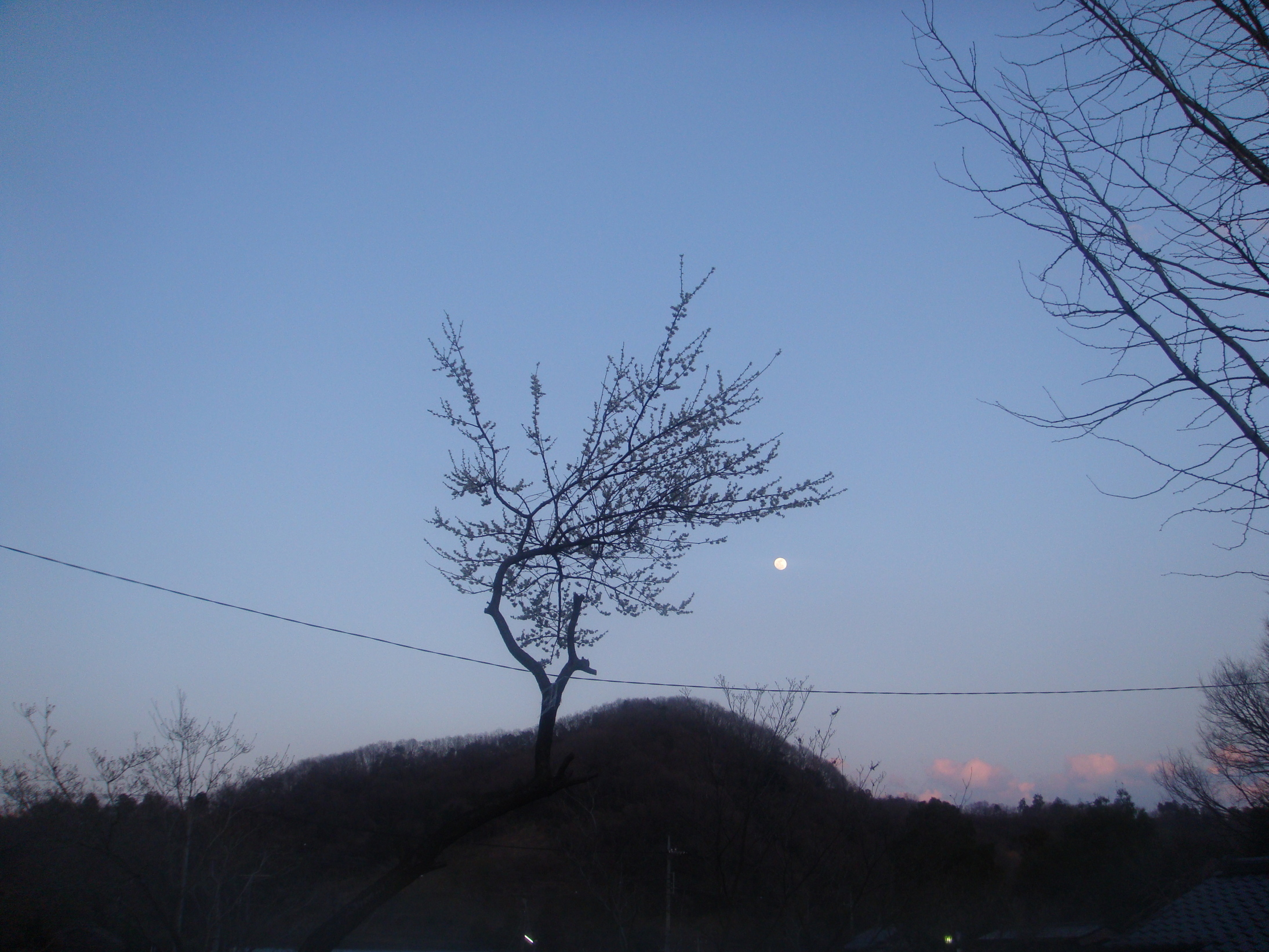 �{���Č����L