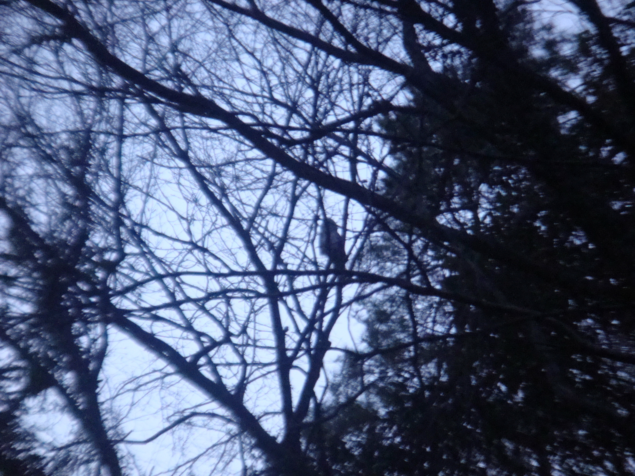 �{���Č����L