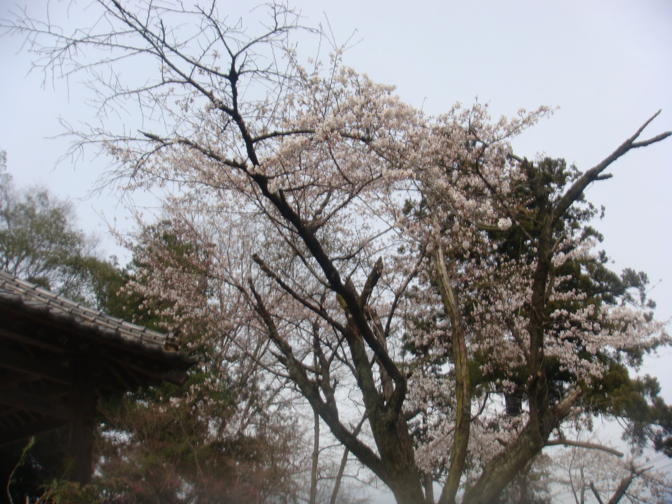 �{���Č����L